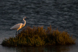 A large white bird standing on top of a grass covered island
