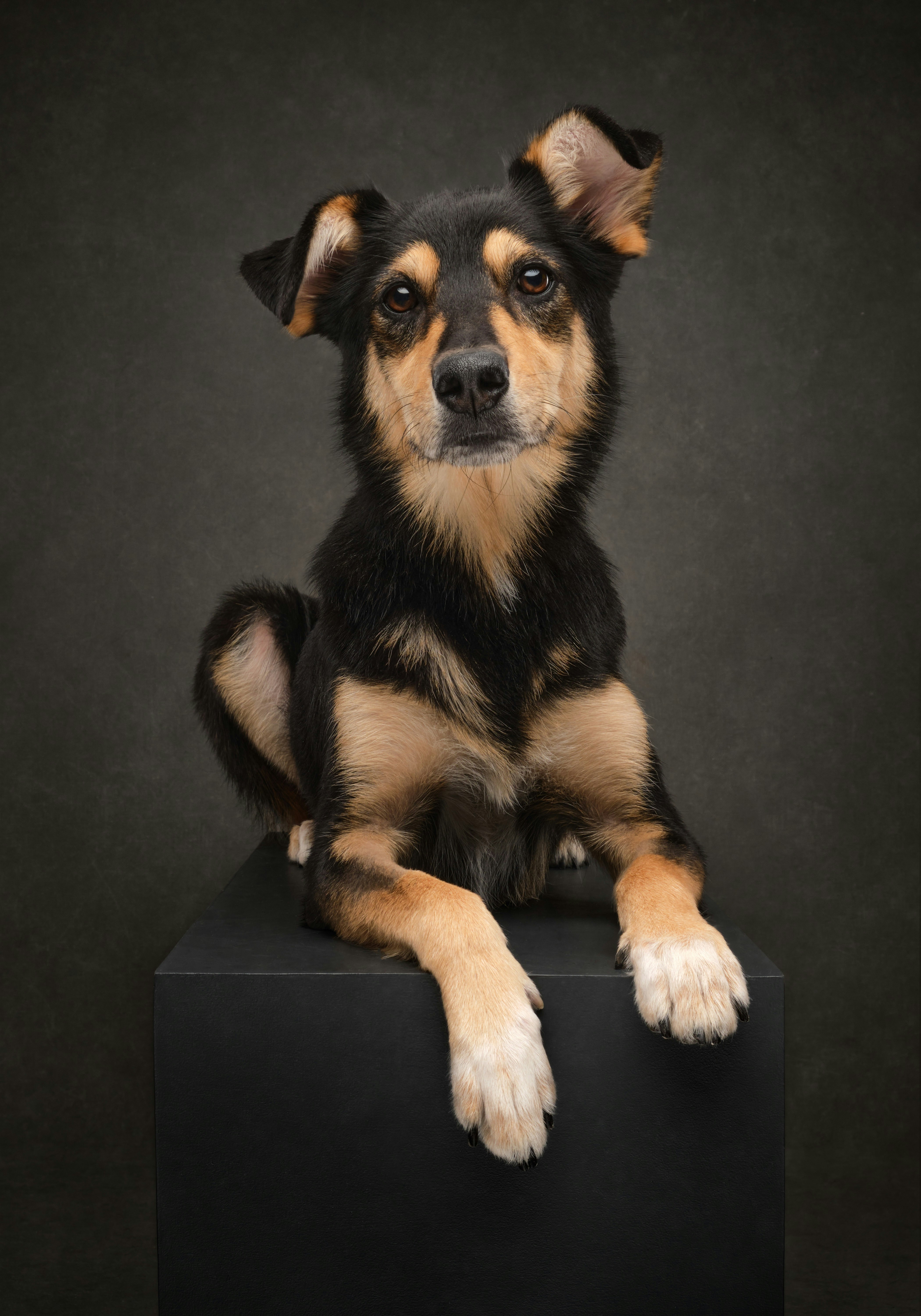 How Zapier & Airtable Saved a Dog Rescue's Adoption Program