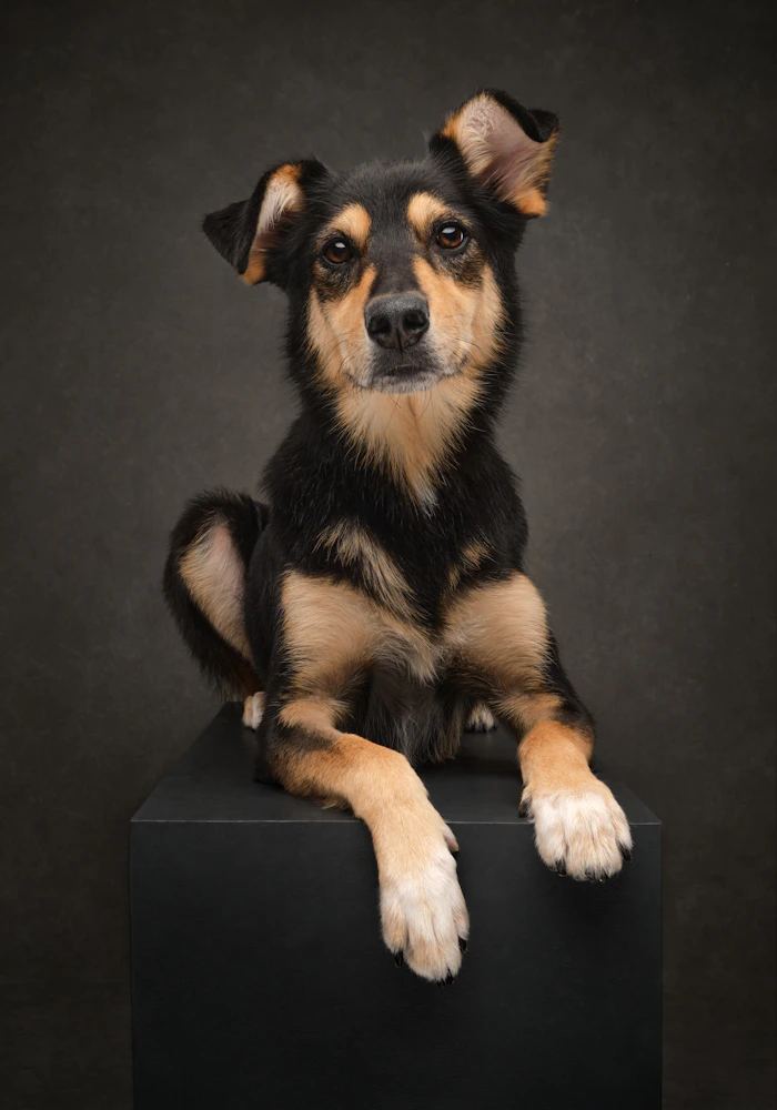 Close portrait of a dog with calm, attentive eyes