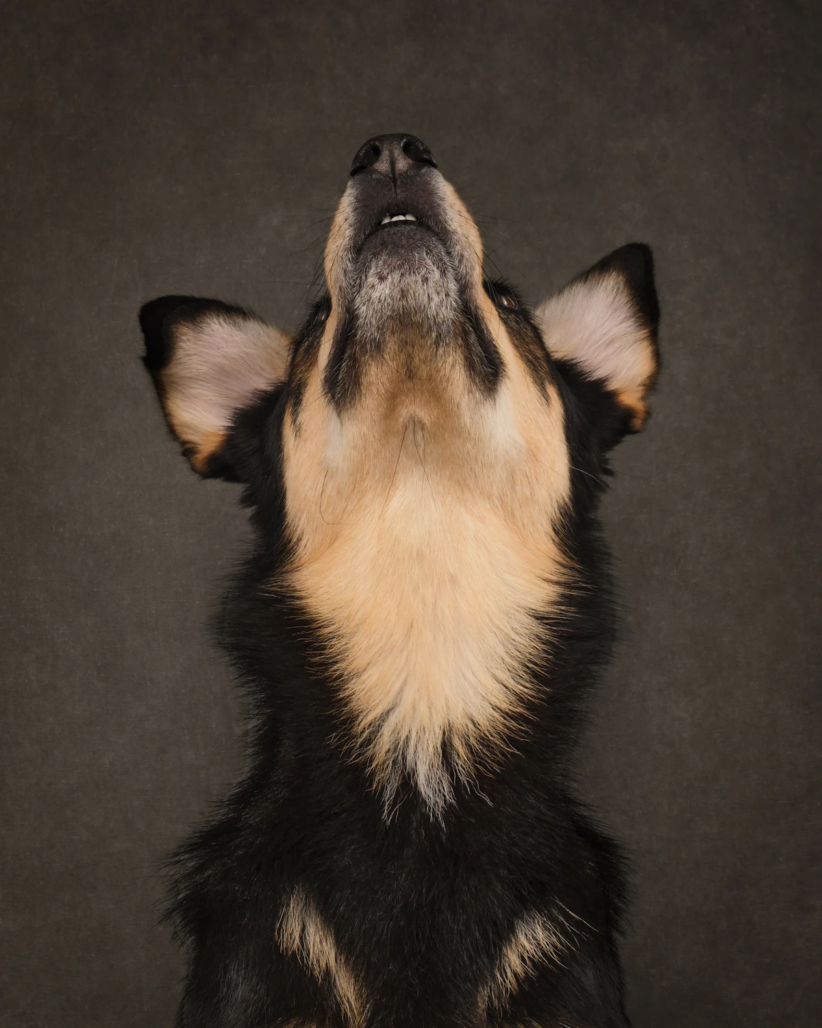 見上げる犬
