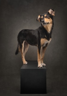 A black and brown dog standing on top of a black block