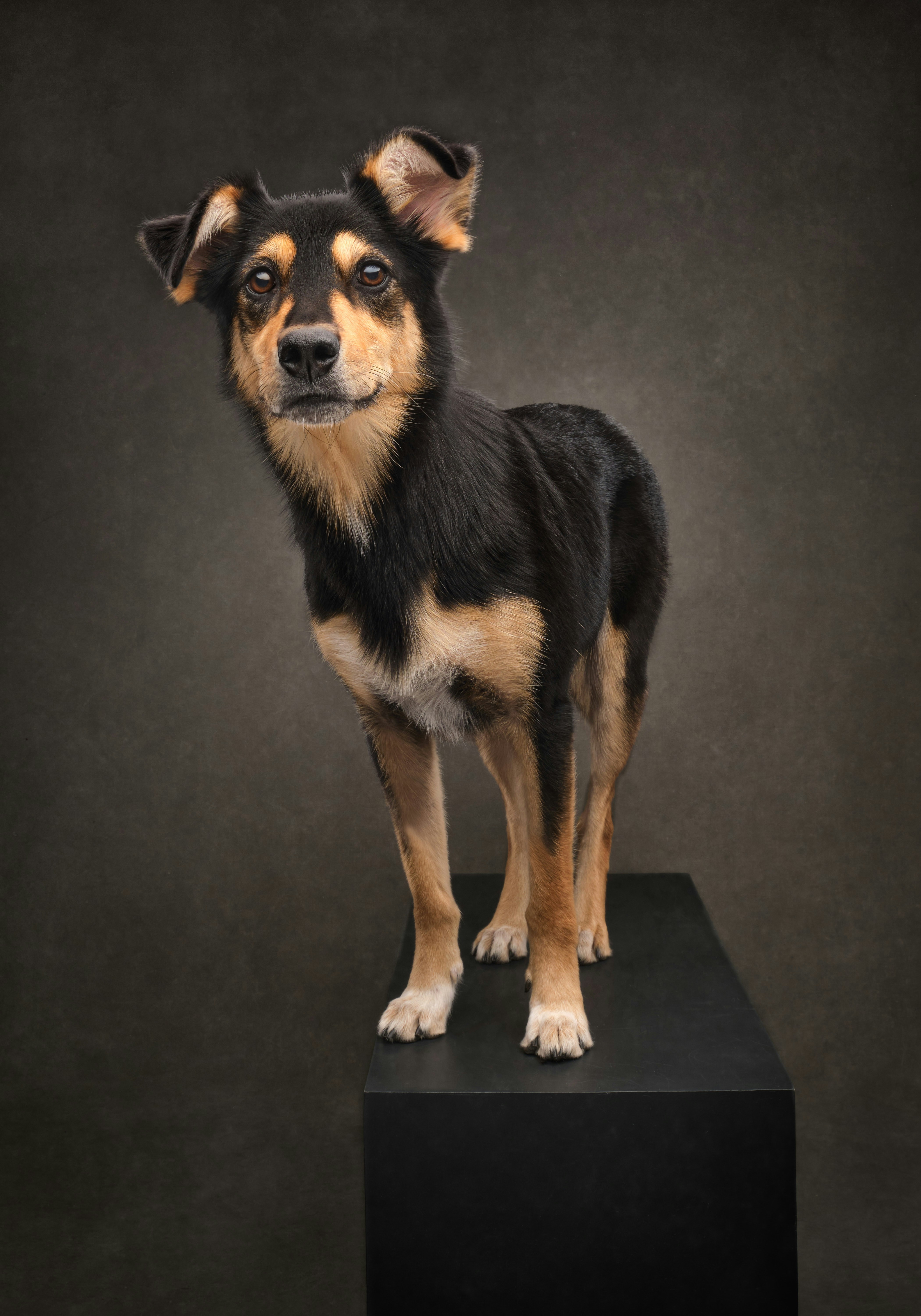 Ein kleiner Hund, der auf einer schwarzen Box steht