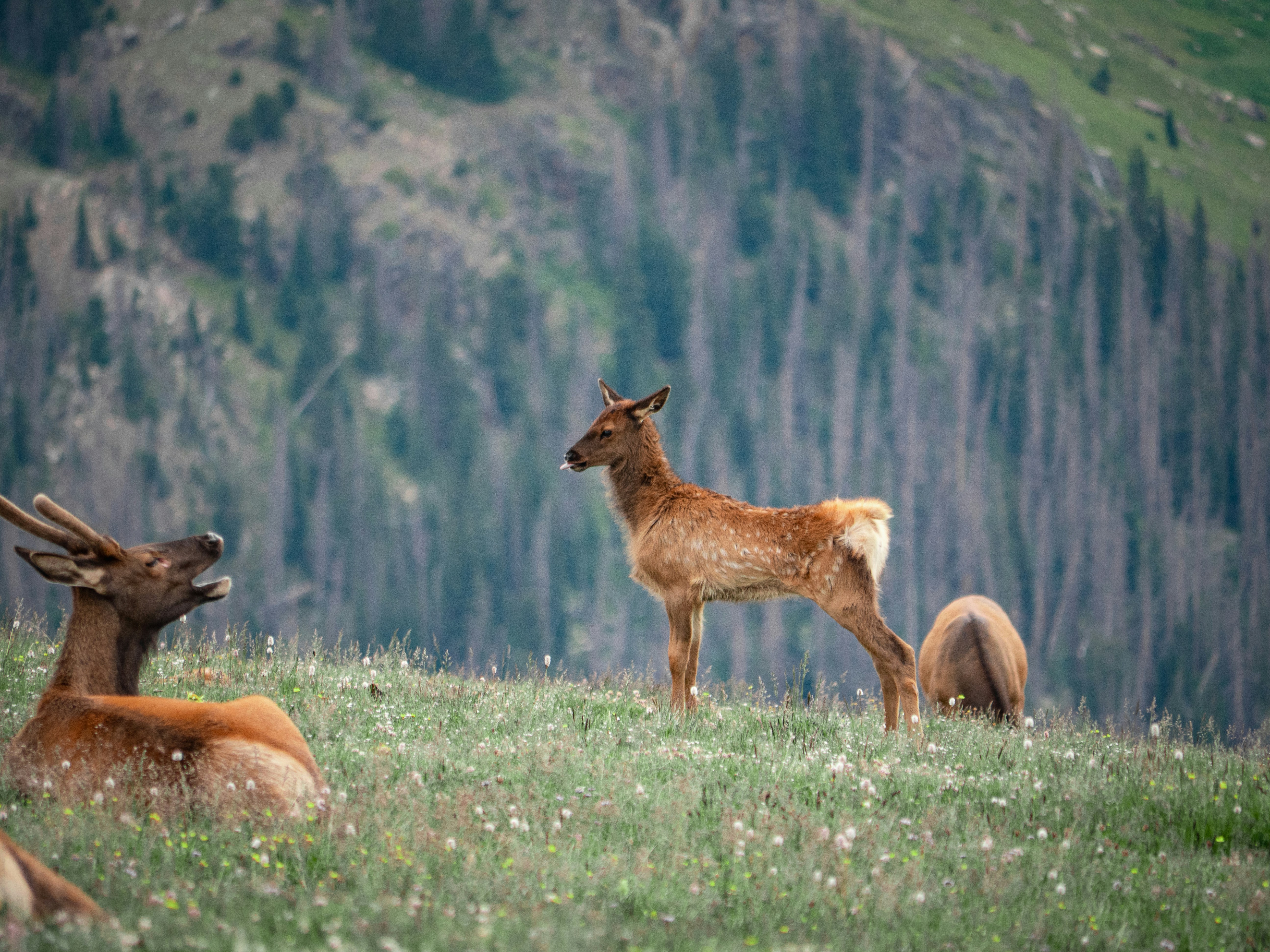Eine Herde Rehe, die auf einer saftig grünen Wiese sitzt