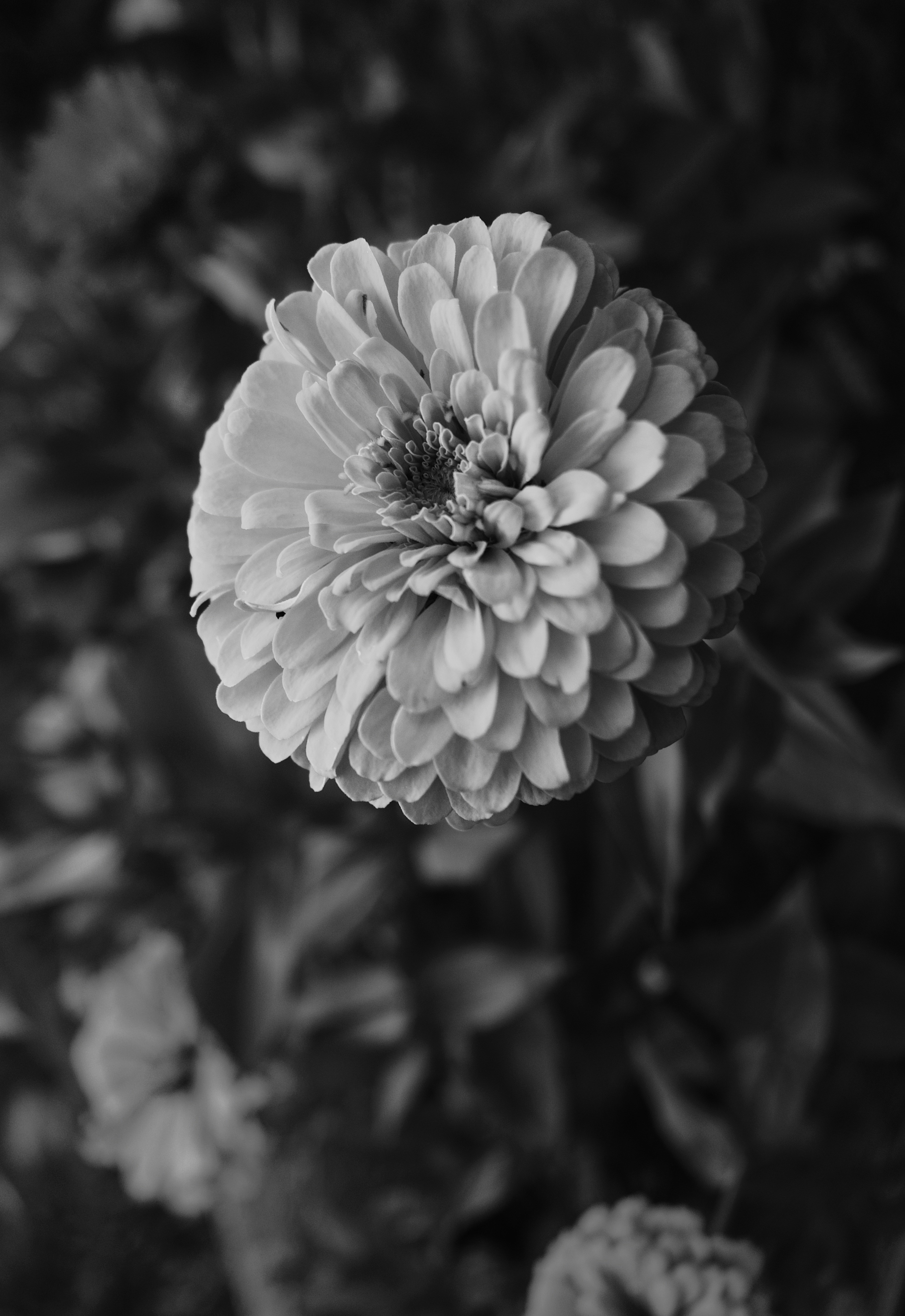 A black and white photo of a flower