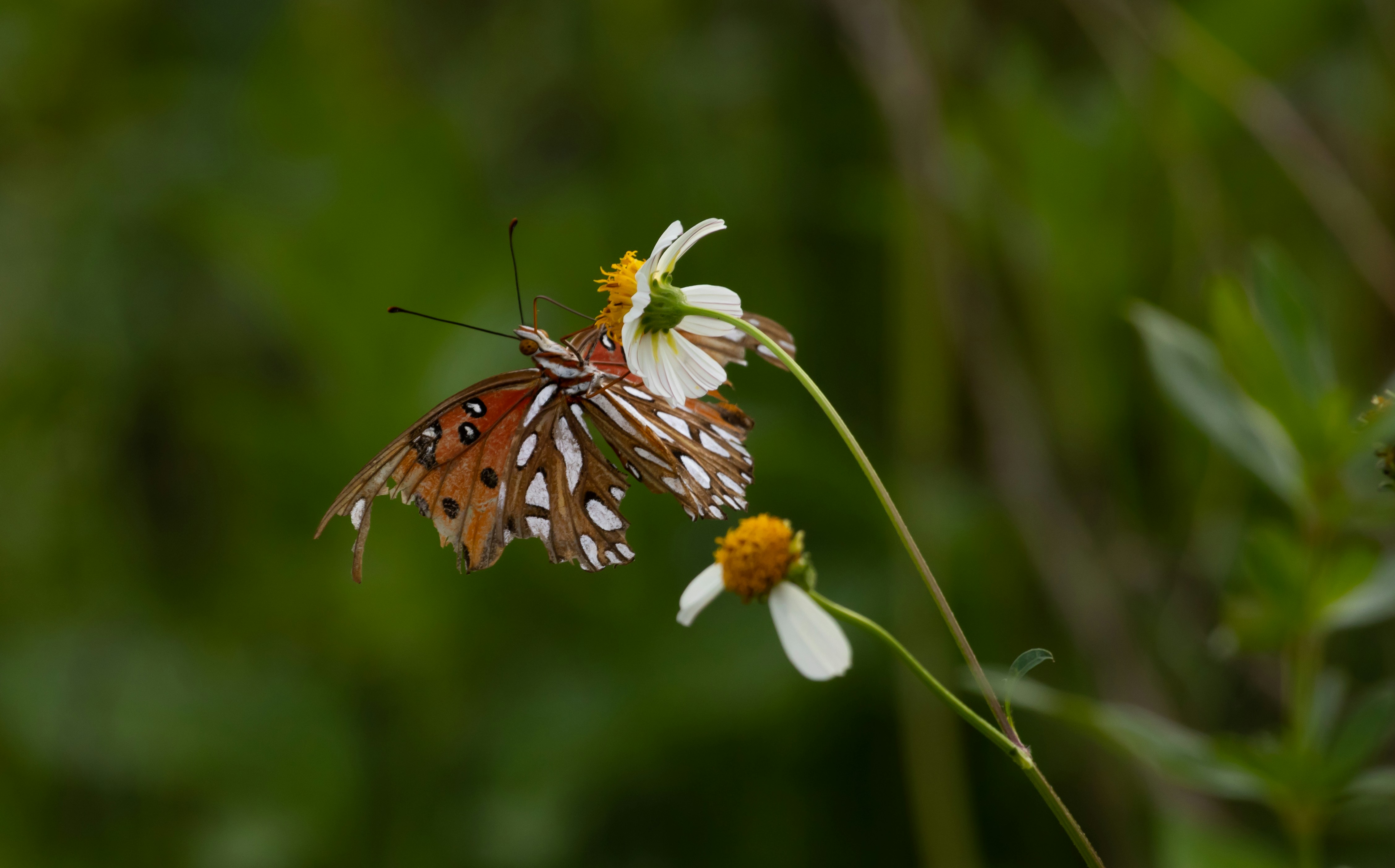 Photo by adriancross05