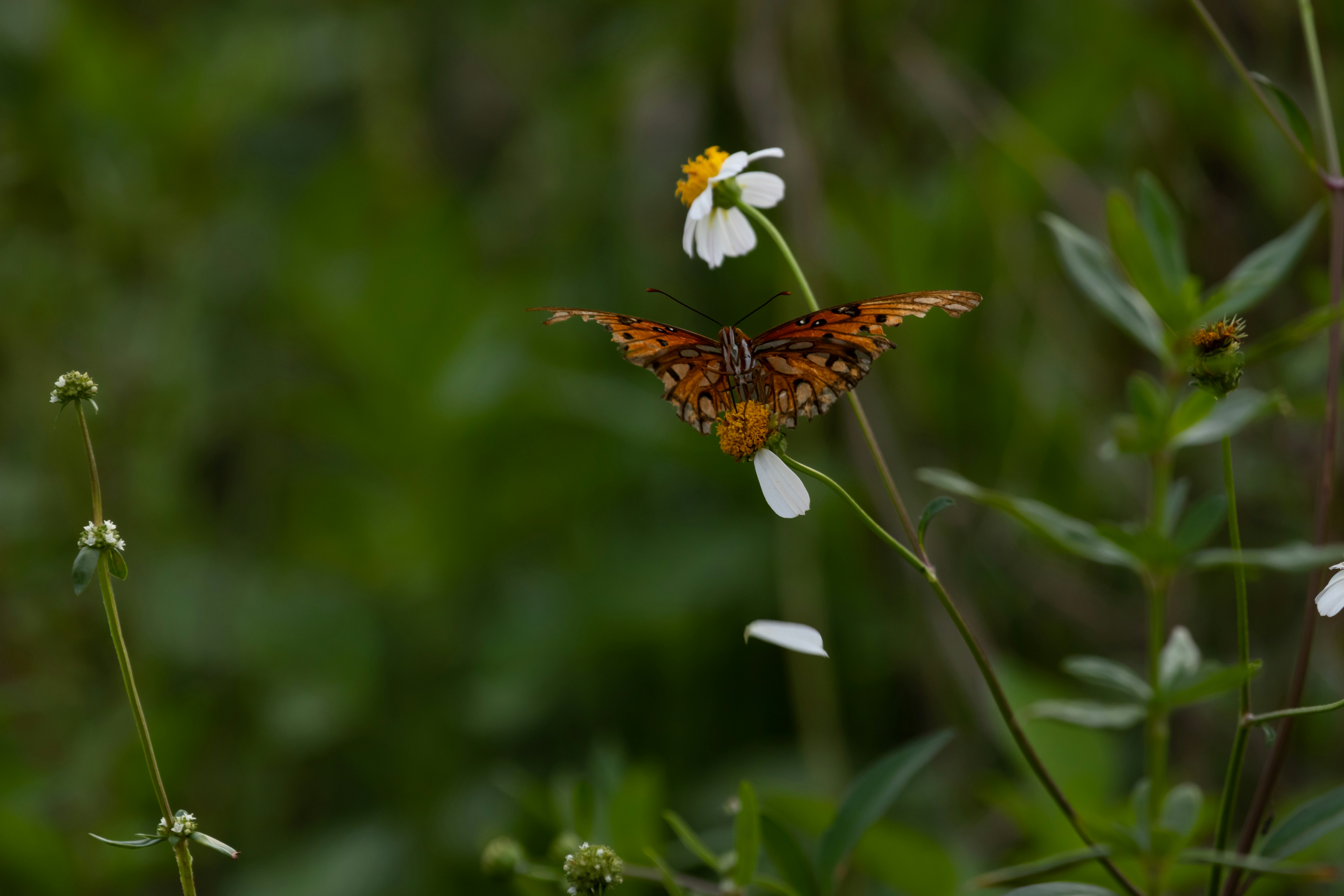 Photo by adriancross05