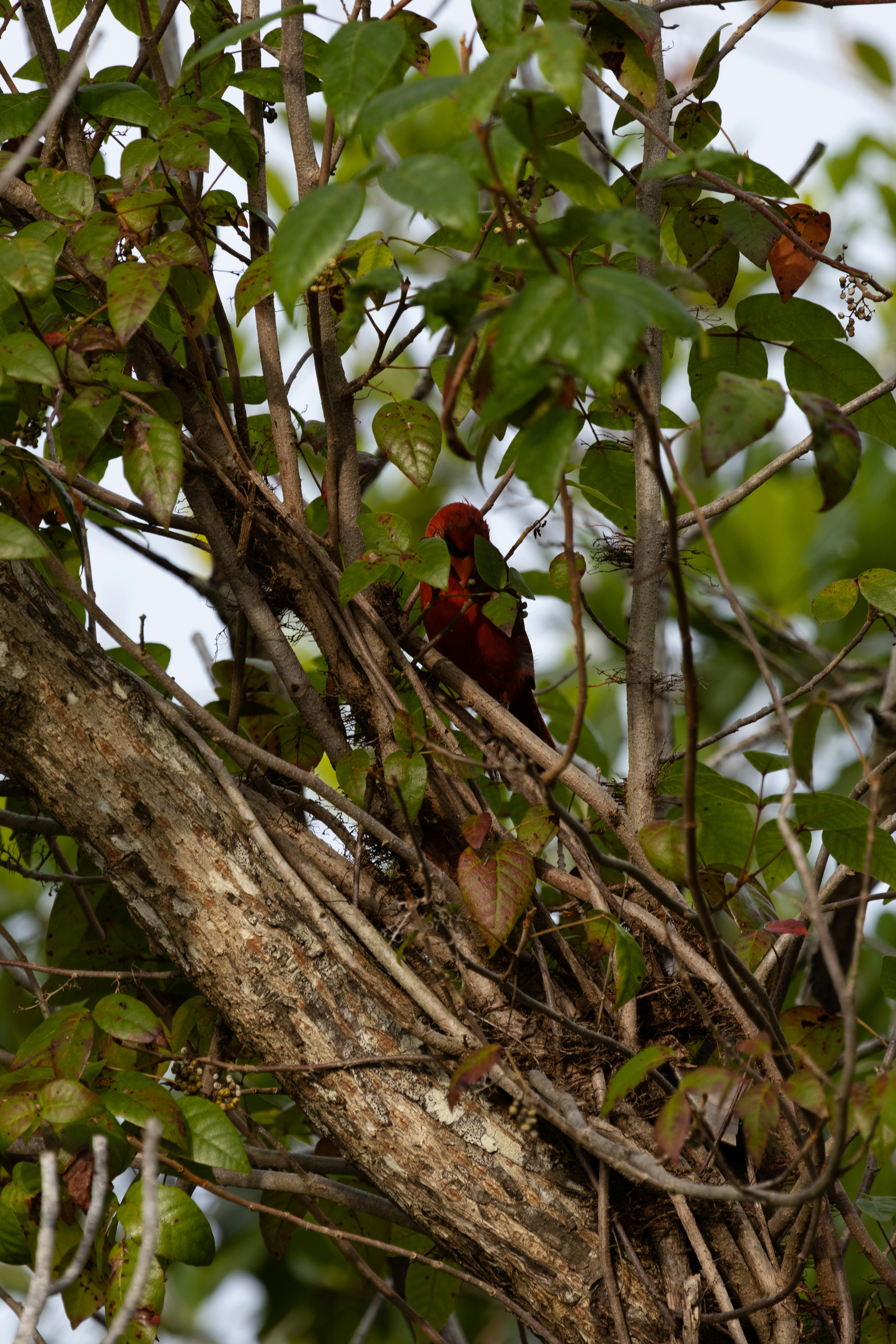 Photo by adriancross05