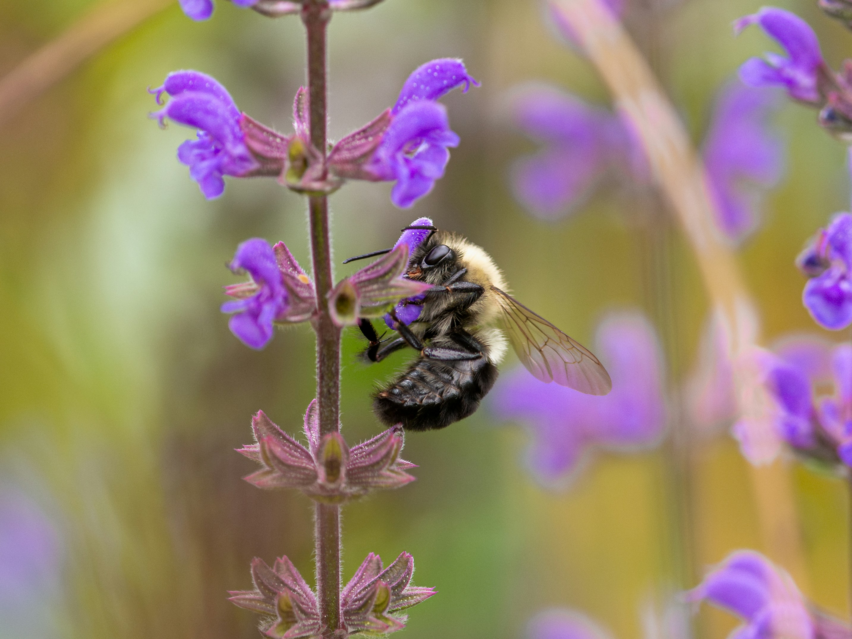 A bee sitting on a purple flower in a field