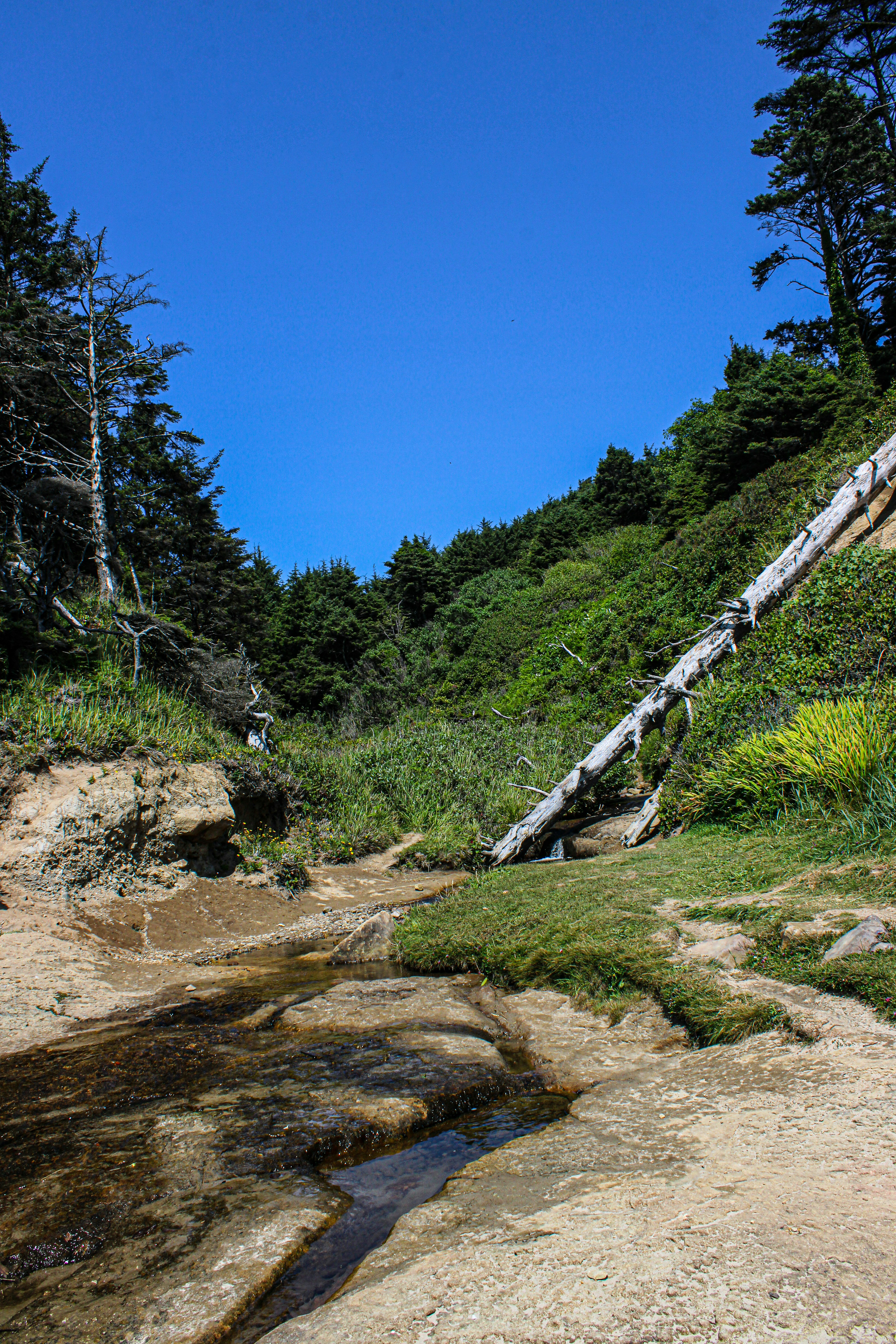 A stream running through a lush green forest