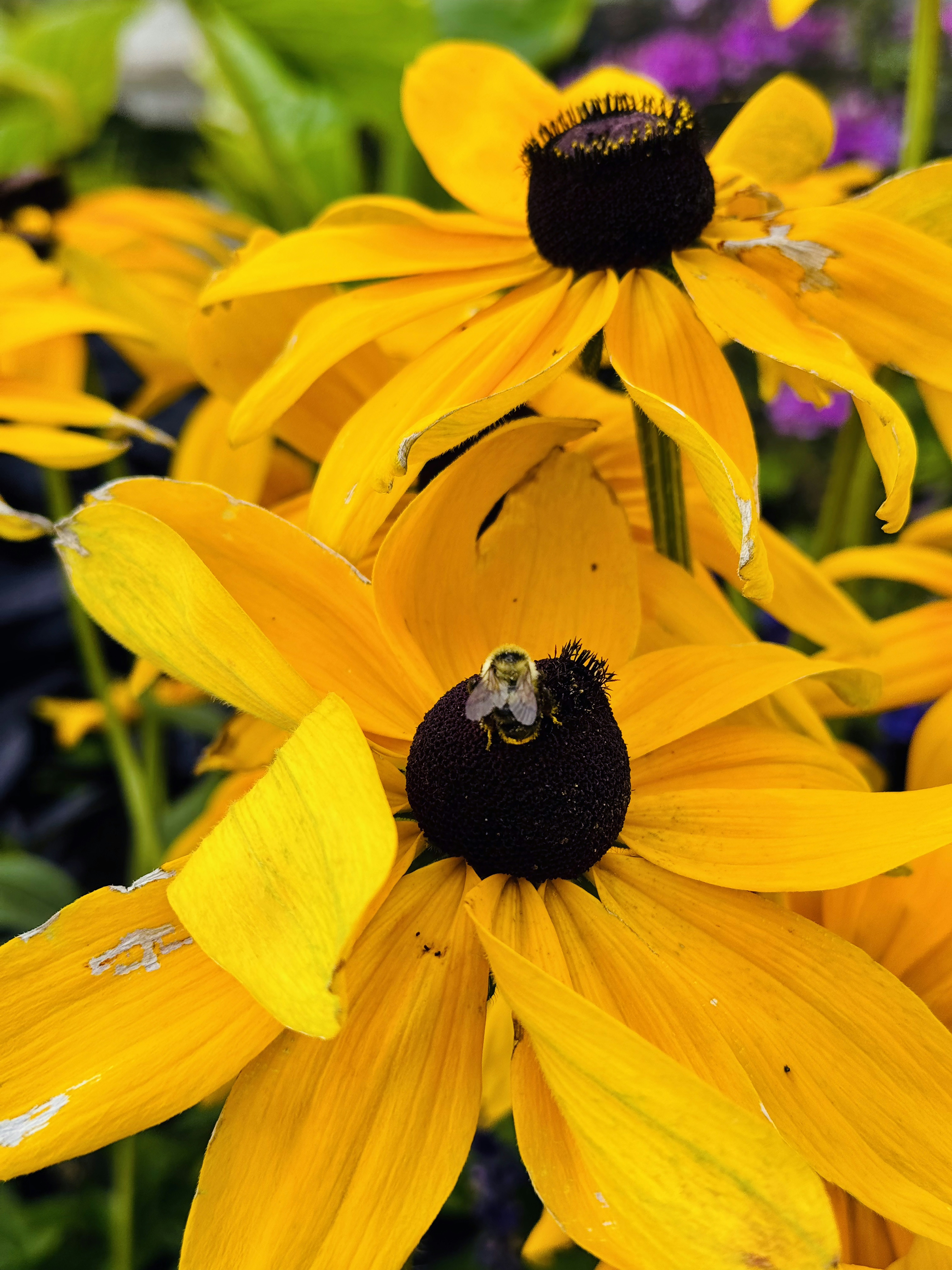 Cone Flowers Pictures | Download Free Images on Unsplash