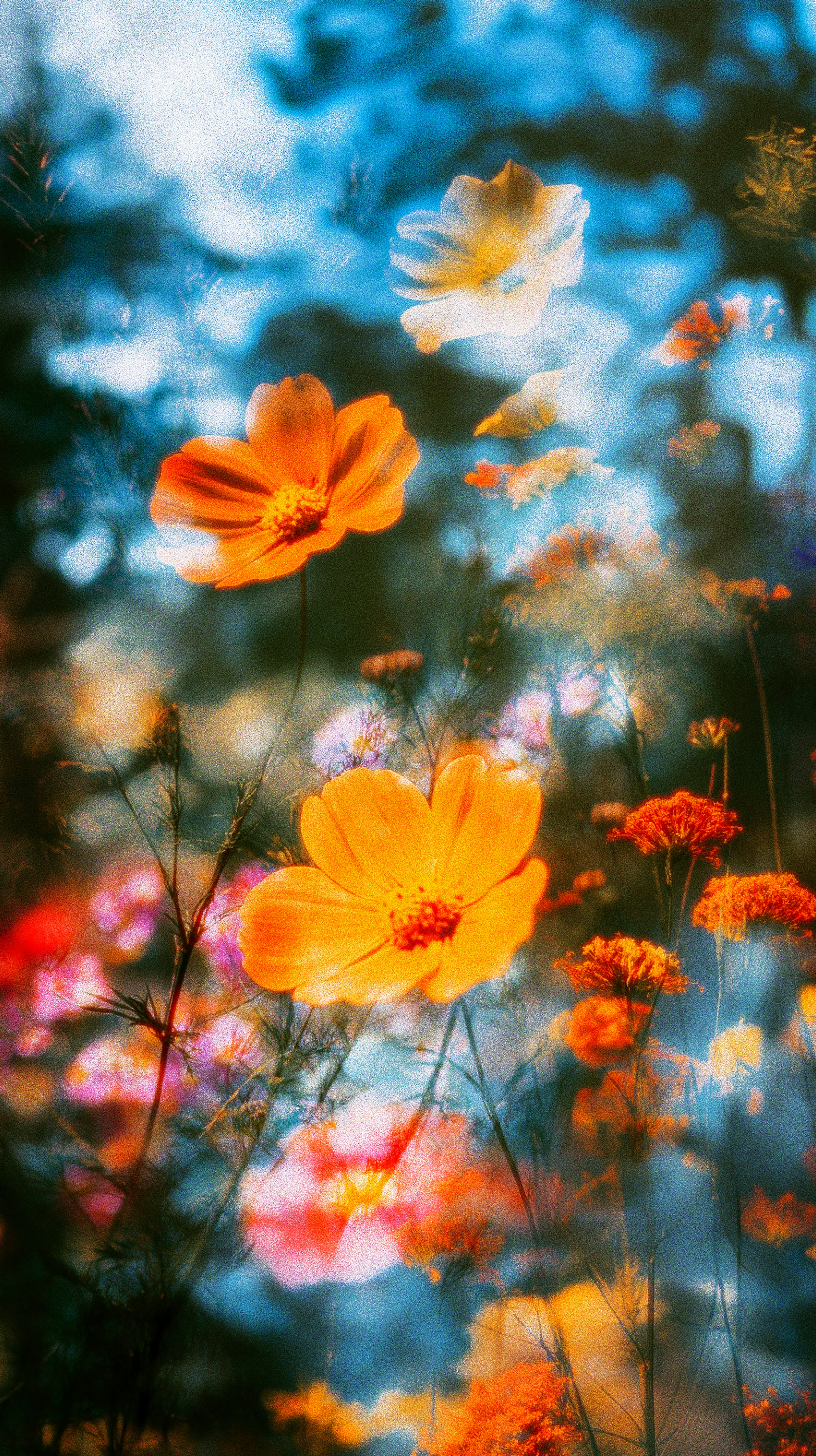 A bunch of flowers that are in the grass