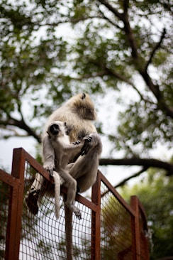 A monkey sitting on top of a wooden fence
