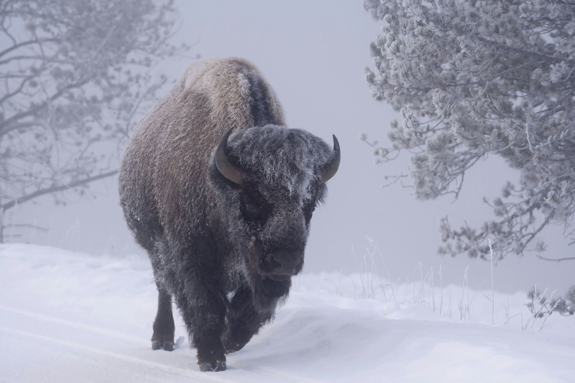 A bison walking through a snow covered forest