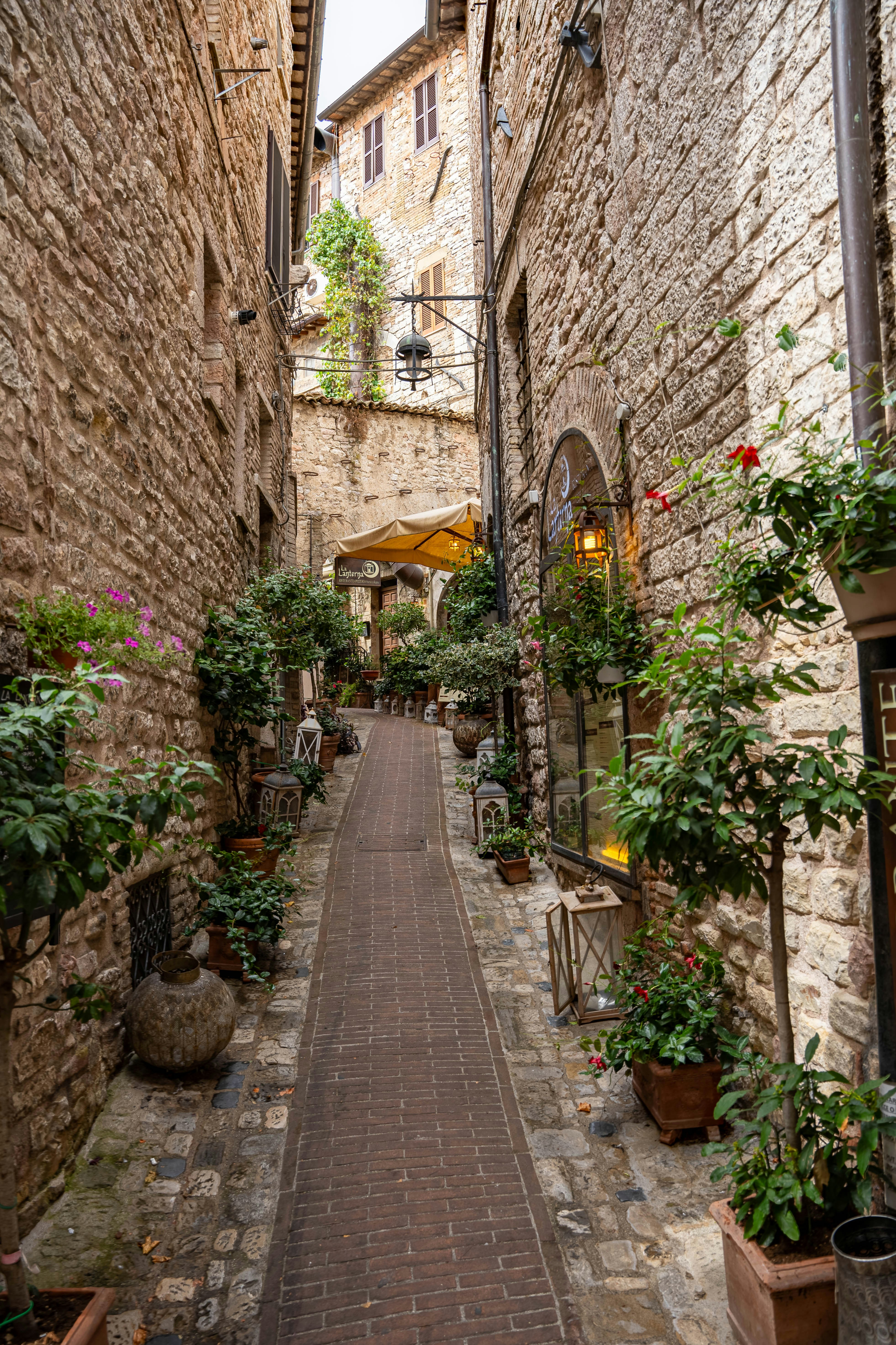 A narrow alley way with potted plants on either side