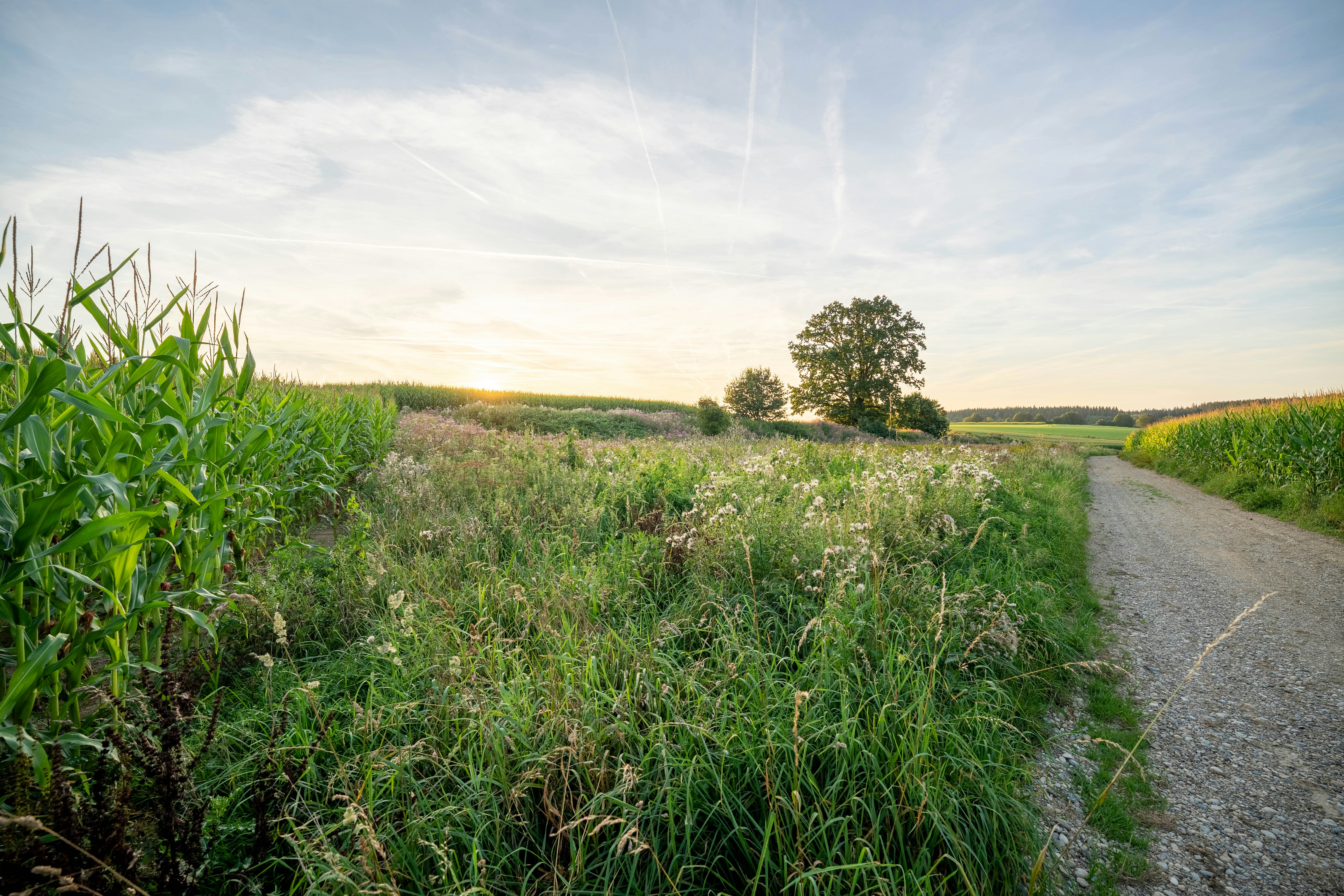 A dirt road in the middle of a grassy field