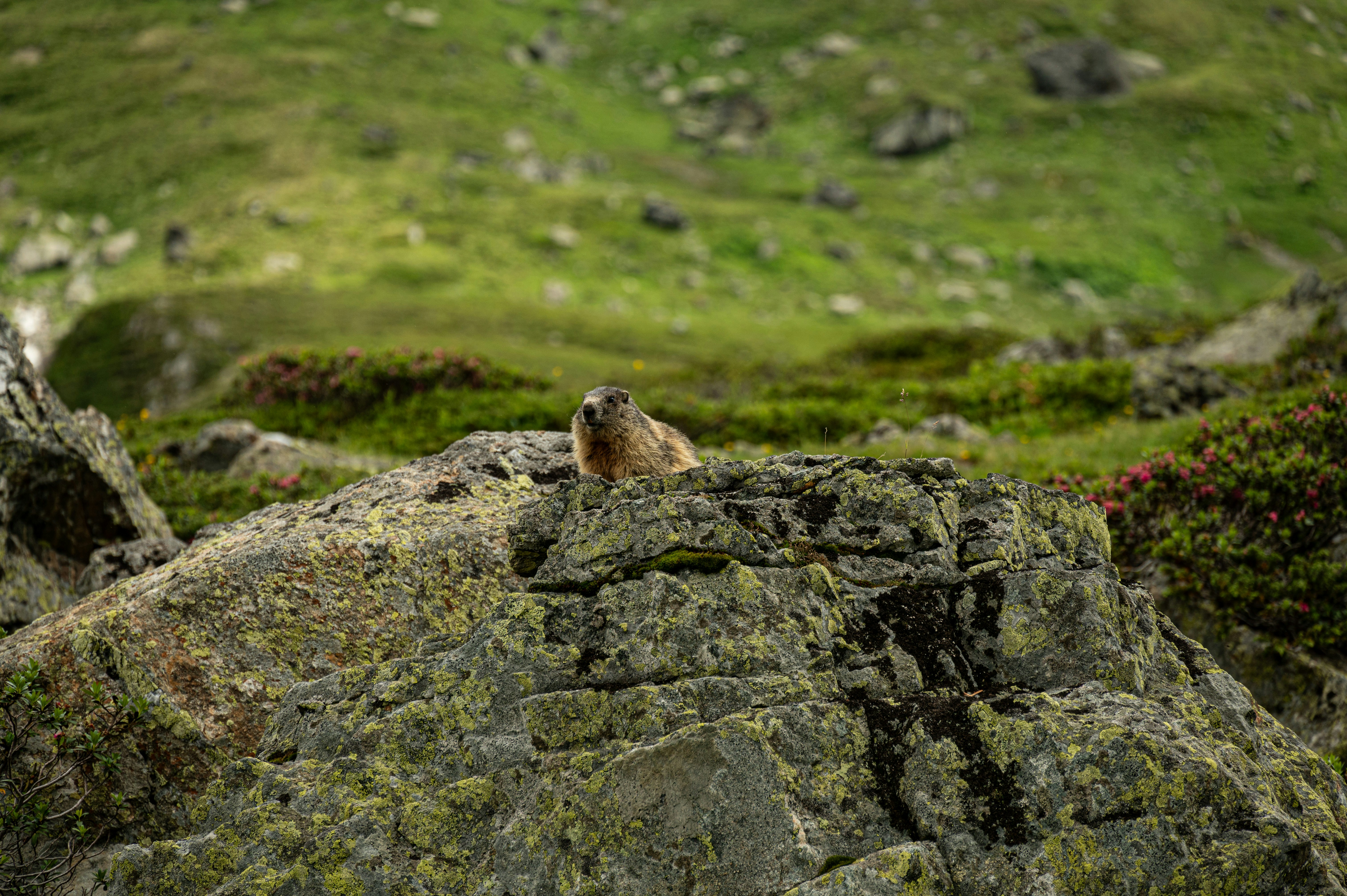 Photo by babettelandmesser