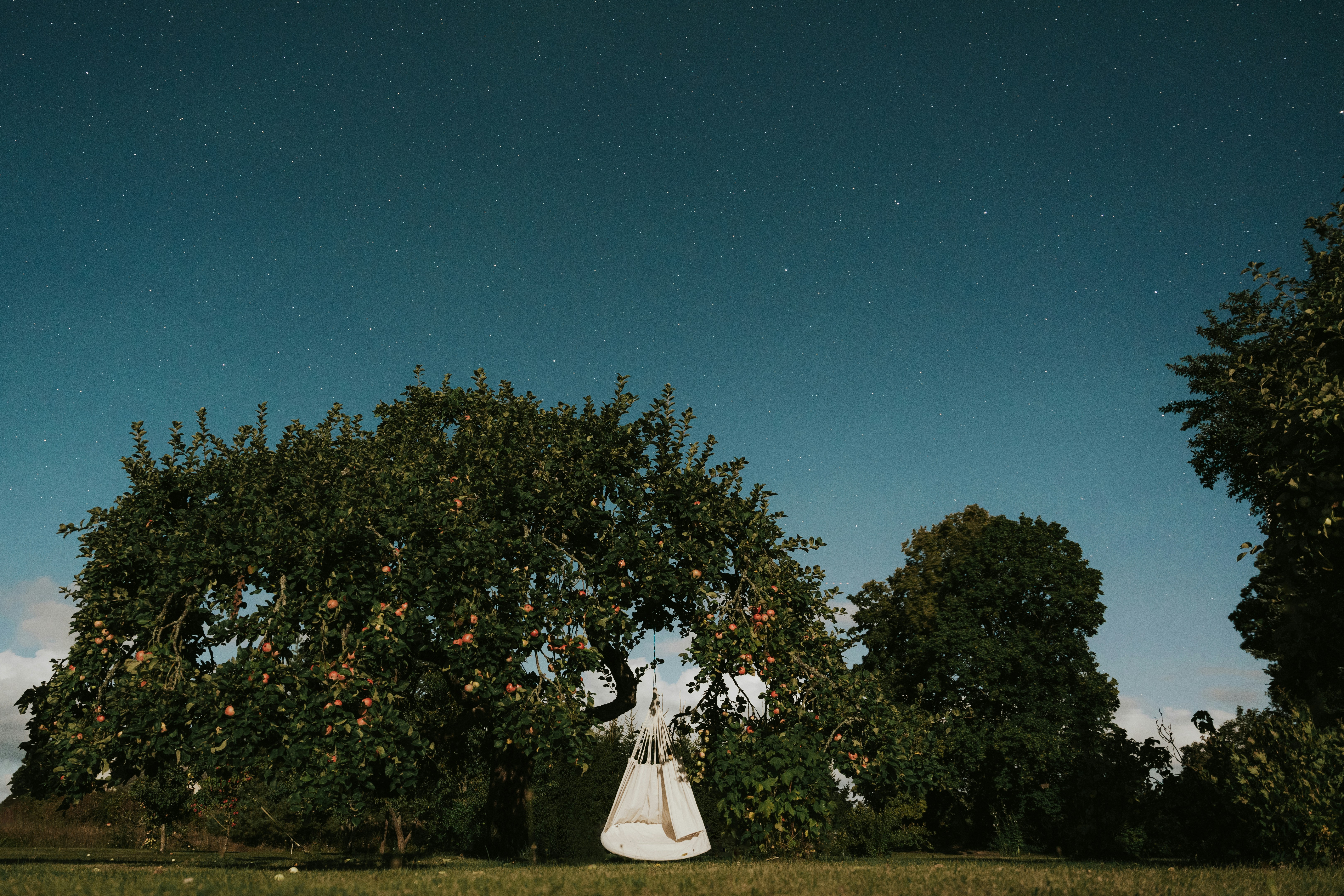 A bride and groom standing under an apple tree