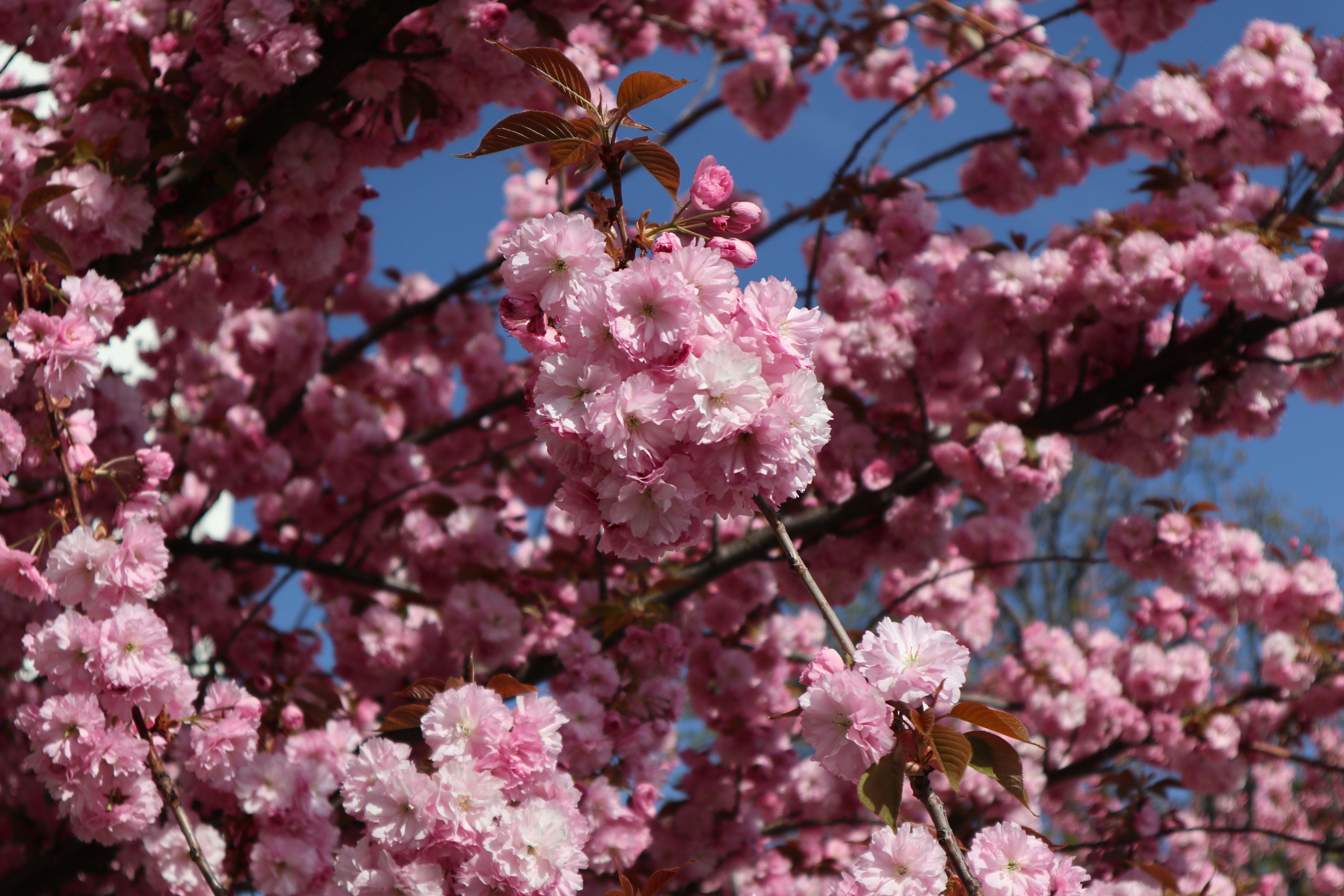 Photo by balint_miko