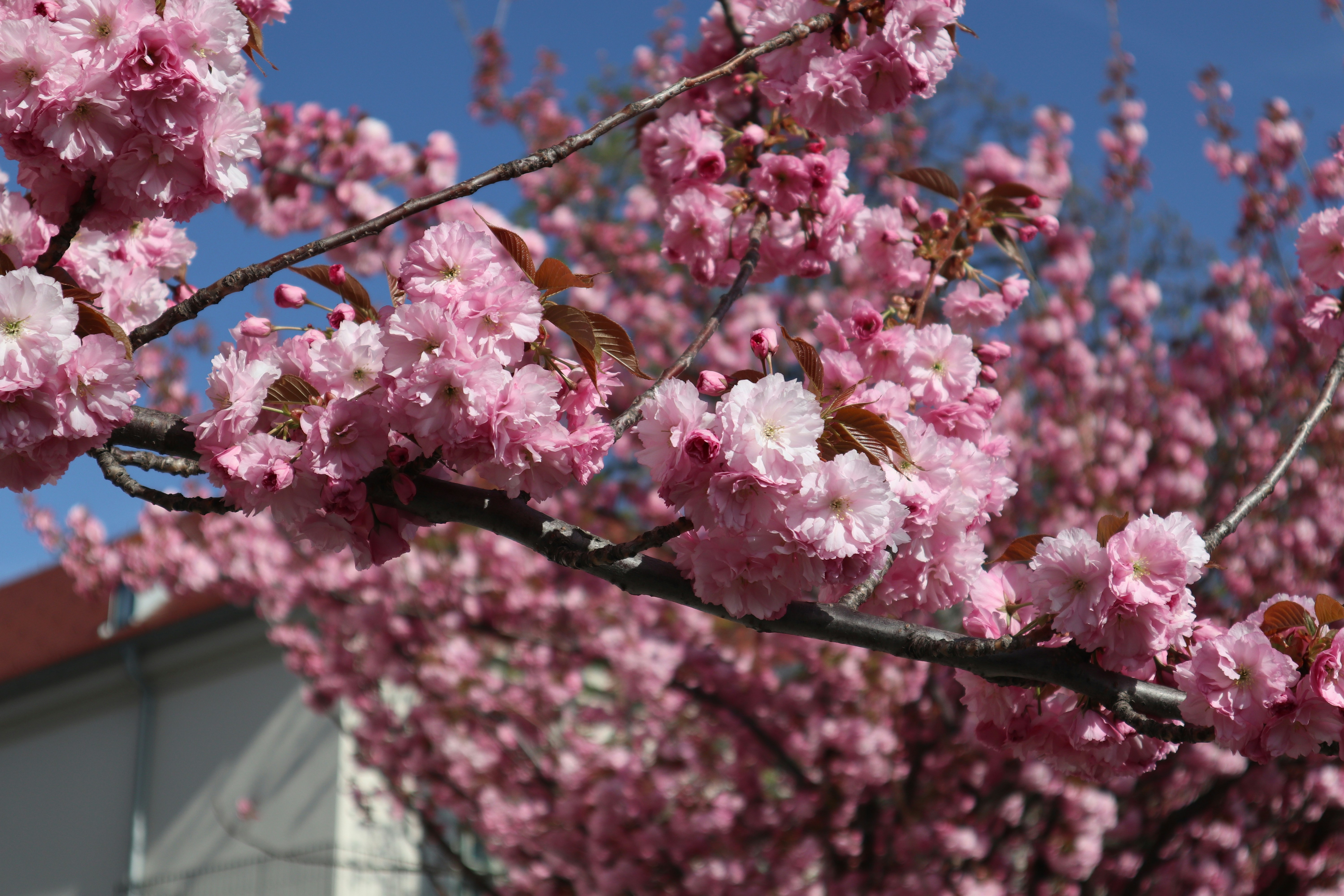 Photo by balint_miko