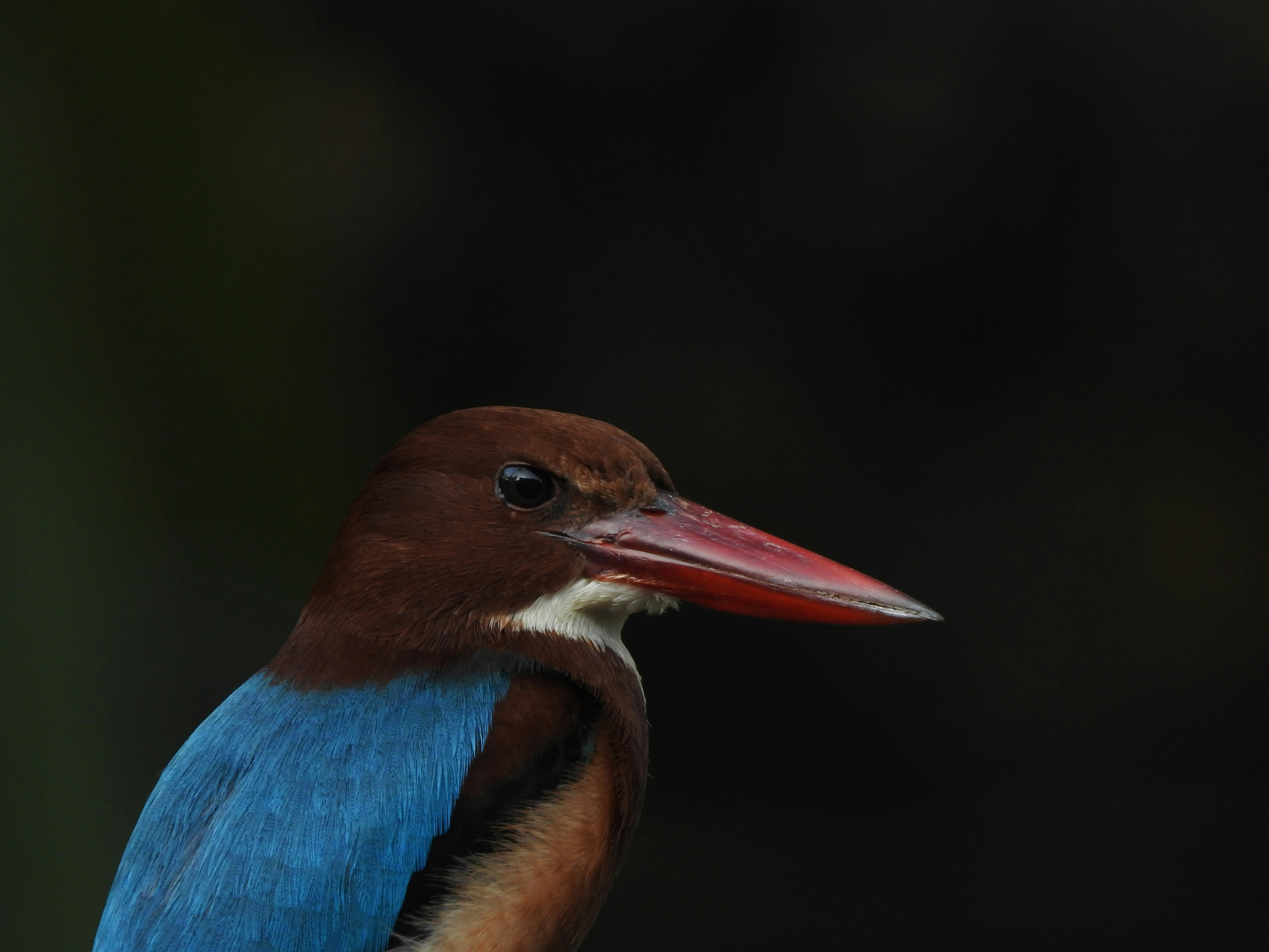 A blue and brown bird with a red beak