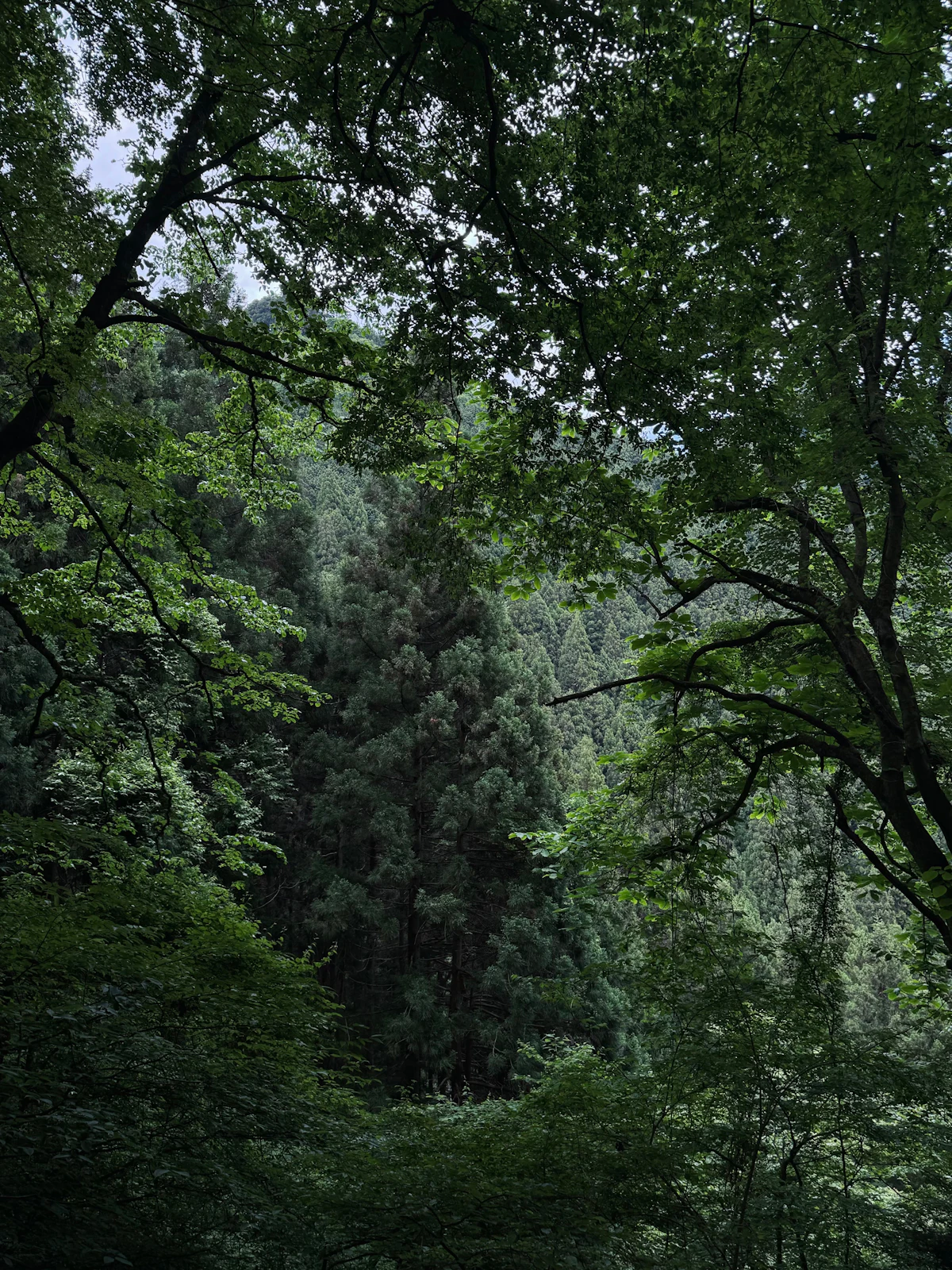 Cedar and broadleaf forest at Mitake, looking out through overhanging branches