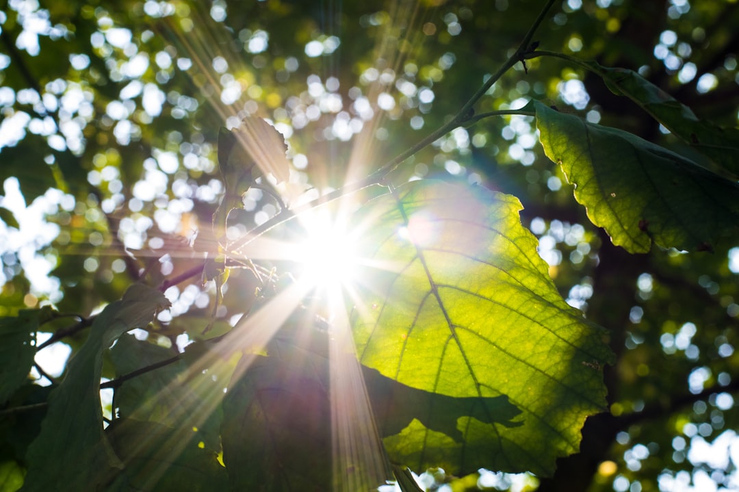 The sun shining through the leaves of a tree