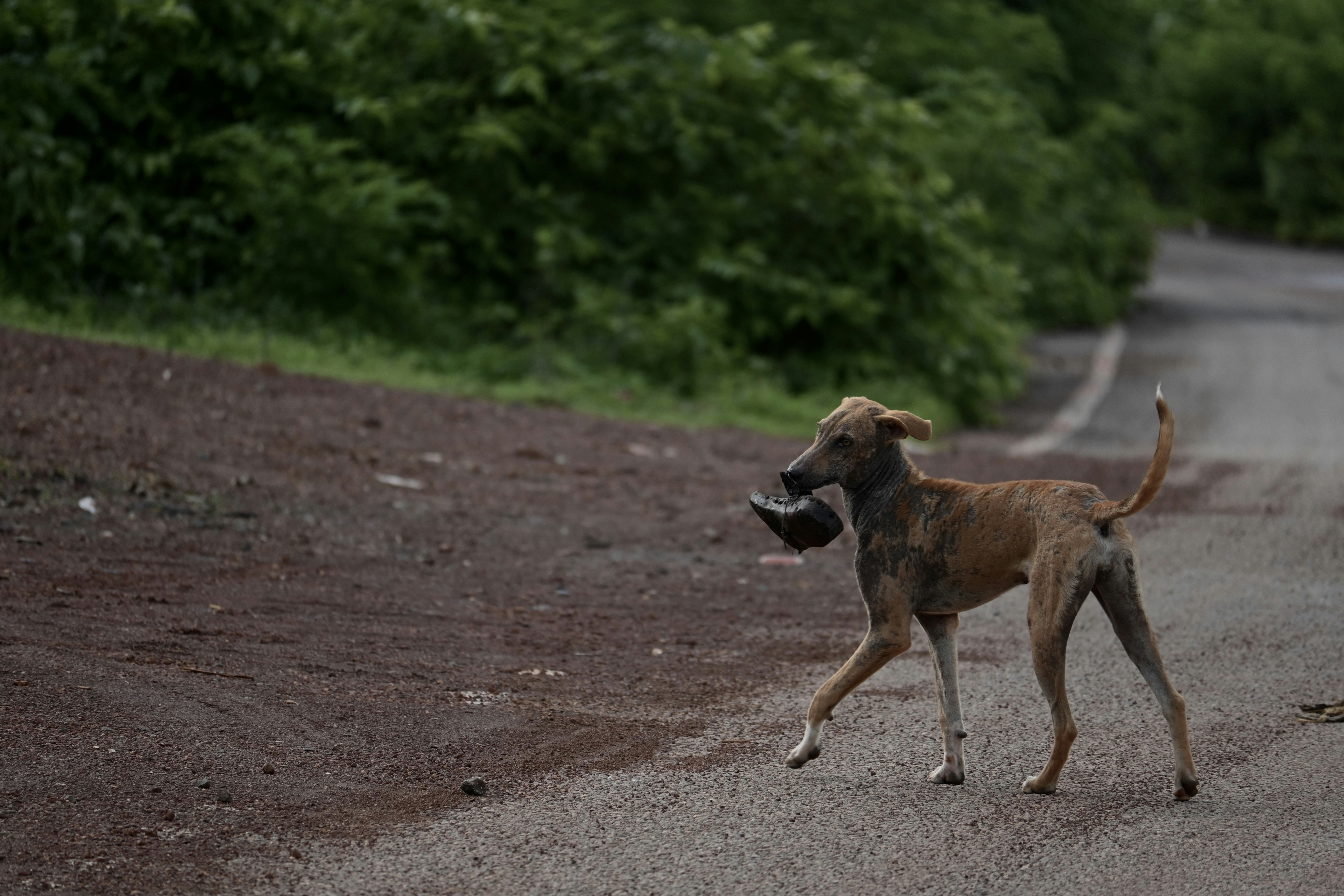A dog running across a road with a frisbee in its mouth