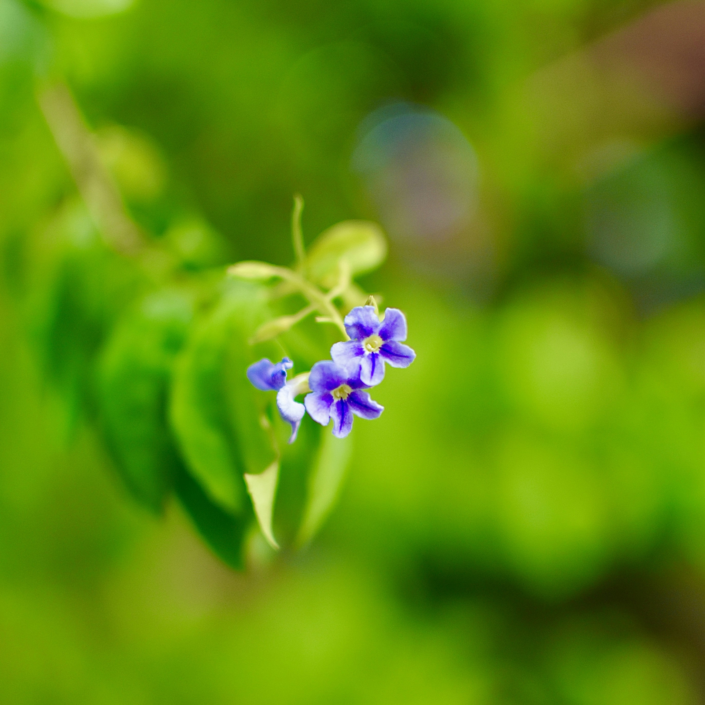 Photo by treb_vinas24