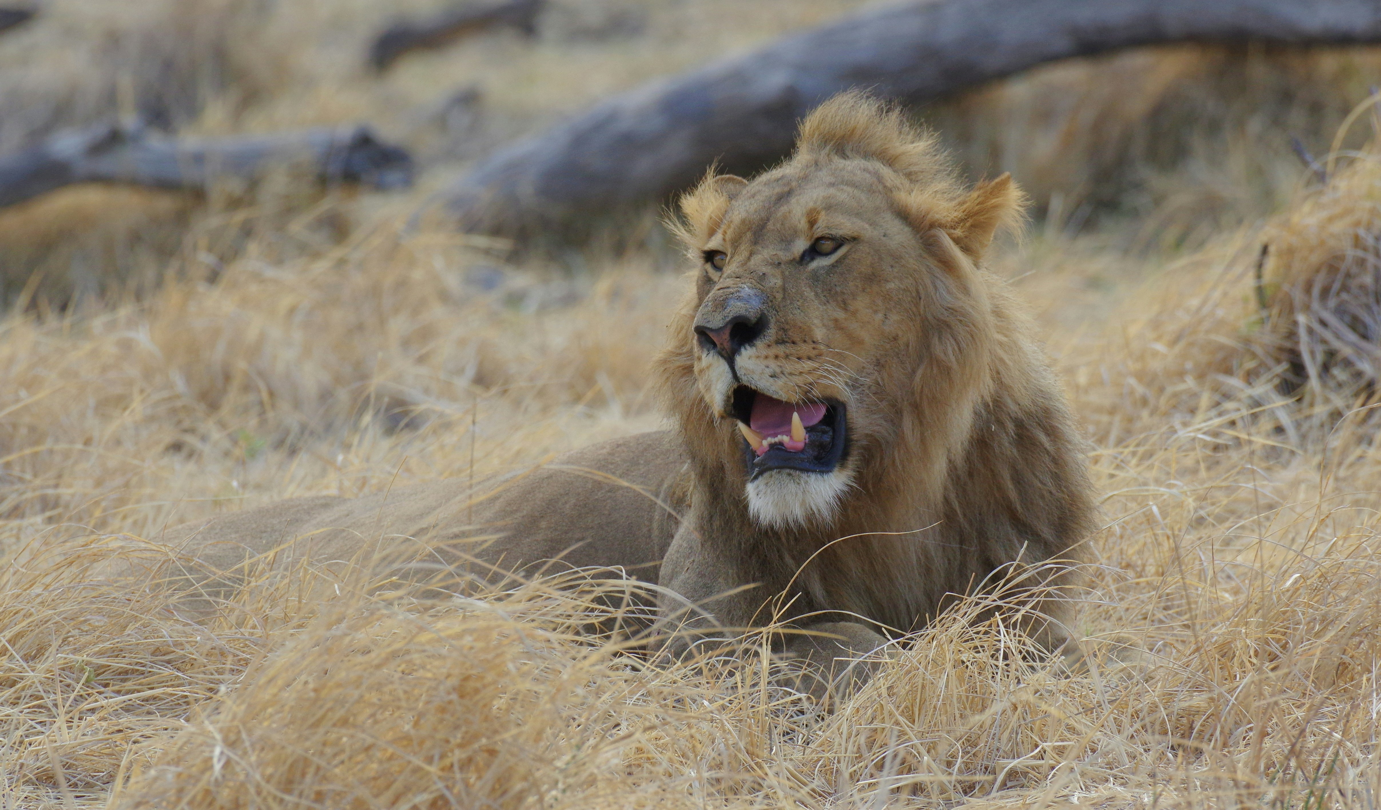Preferred Big, Slow Meals (image credits: unsplash)