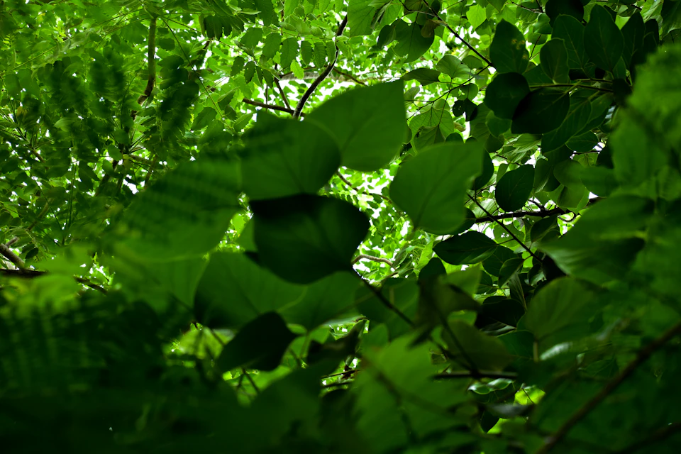 Lush forest scene viewed from below, dominated by abundant green leaves filling the frame