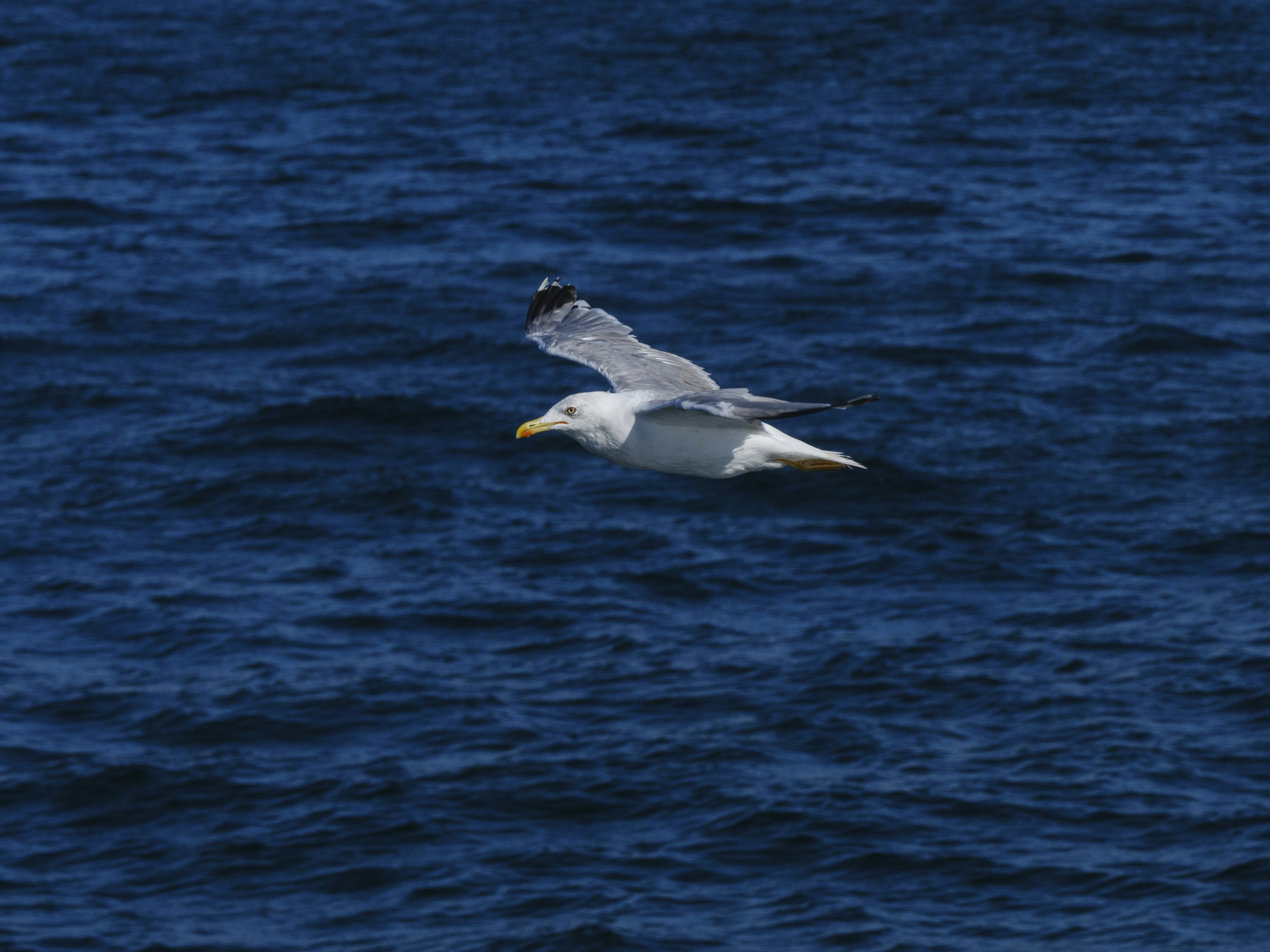 Photo by enginakyurt