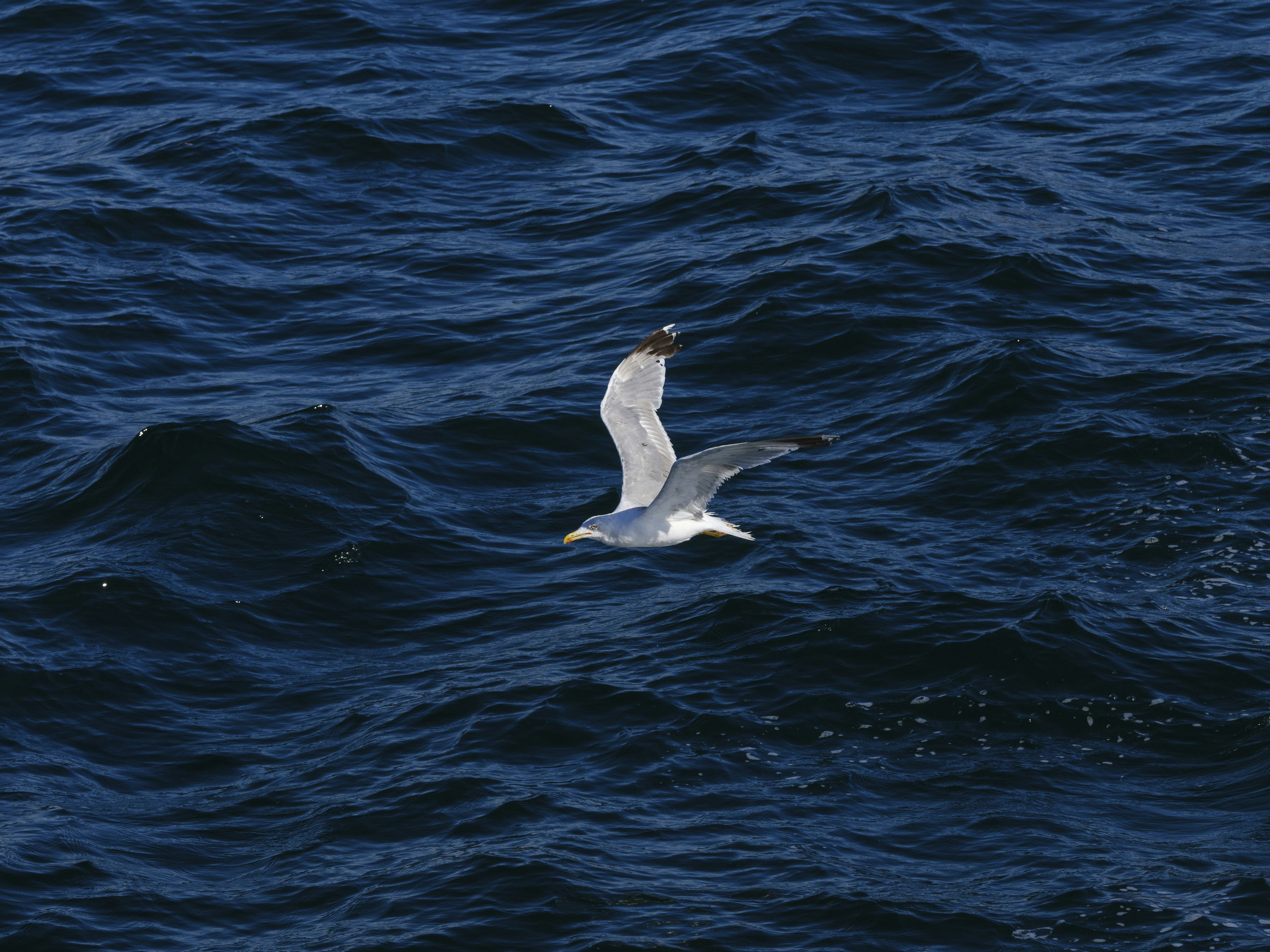 Photo by enginakyurt