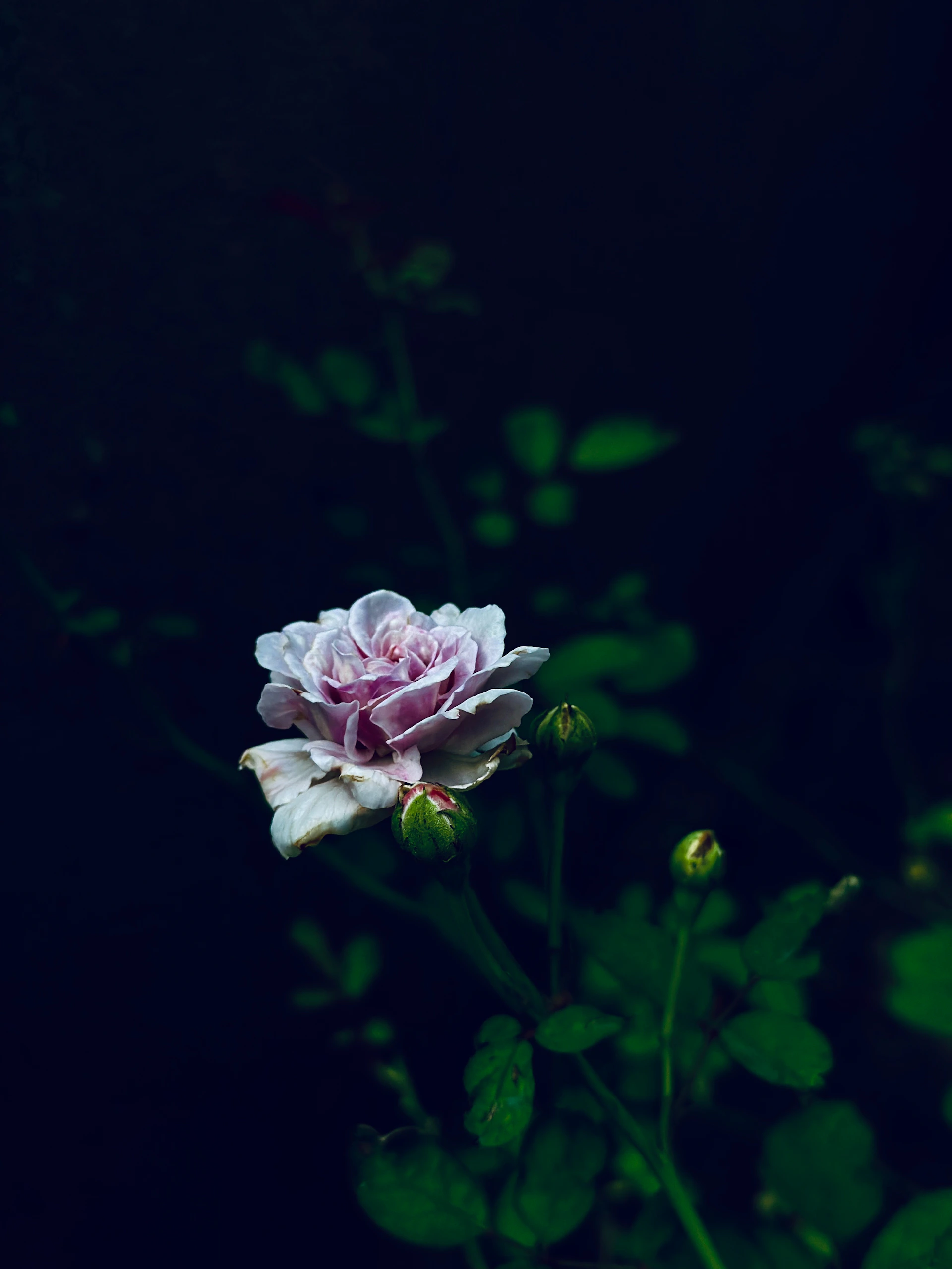 A single pink flower sitting on top of a green plant