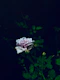 A single pink flower sitting on top of a green plant