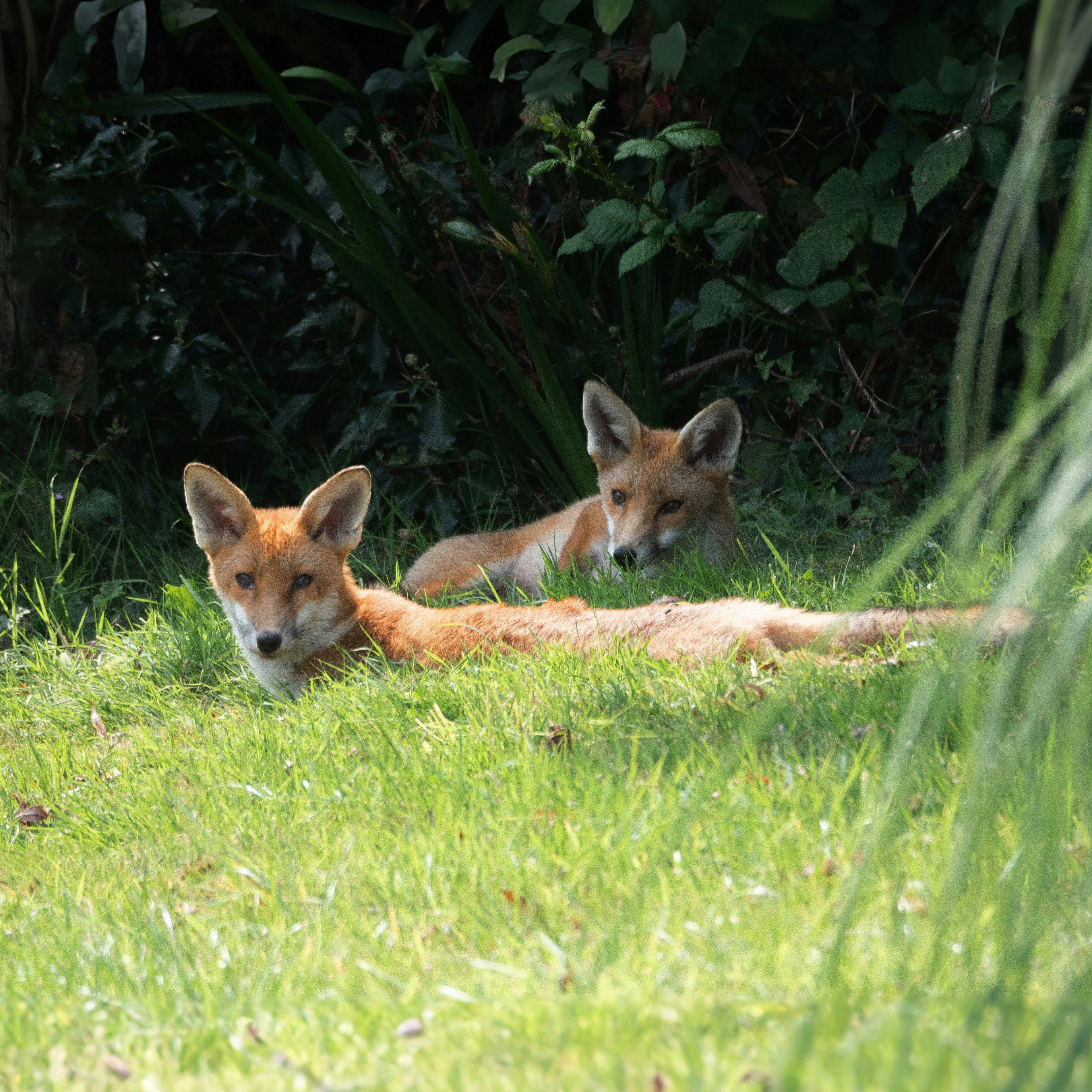 Photo by brett_jordan