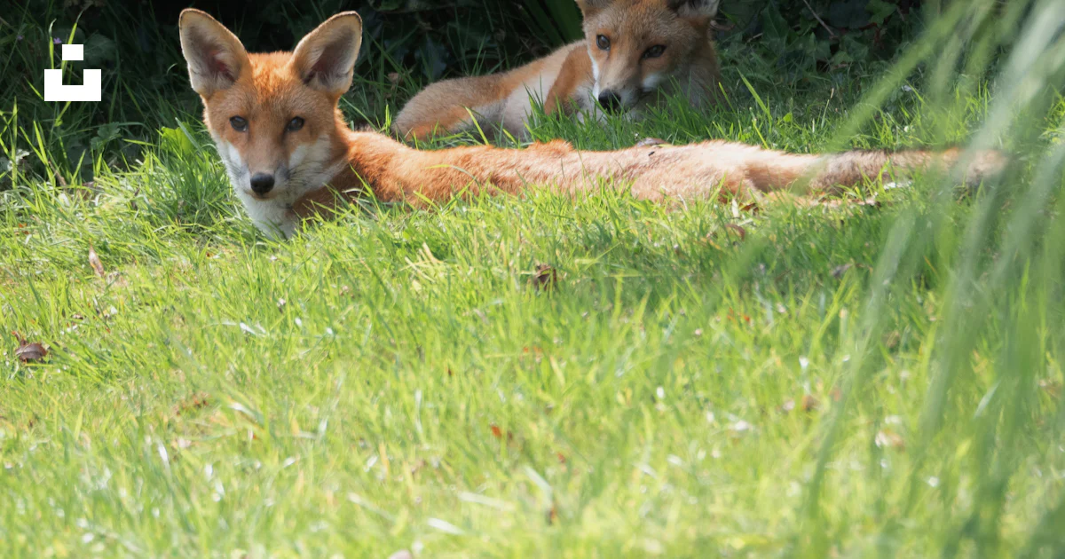 A Couple Of Foxes Laying On Top Of A Lush Green Field Photo Free a-couple-of-foxes-laying-on-top-of-a-lush-green-field-photo-free