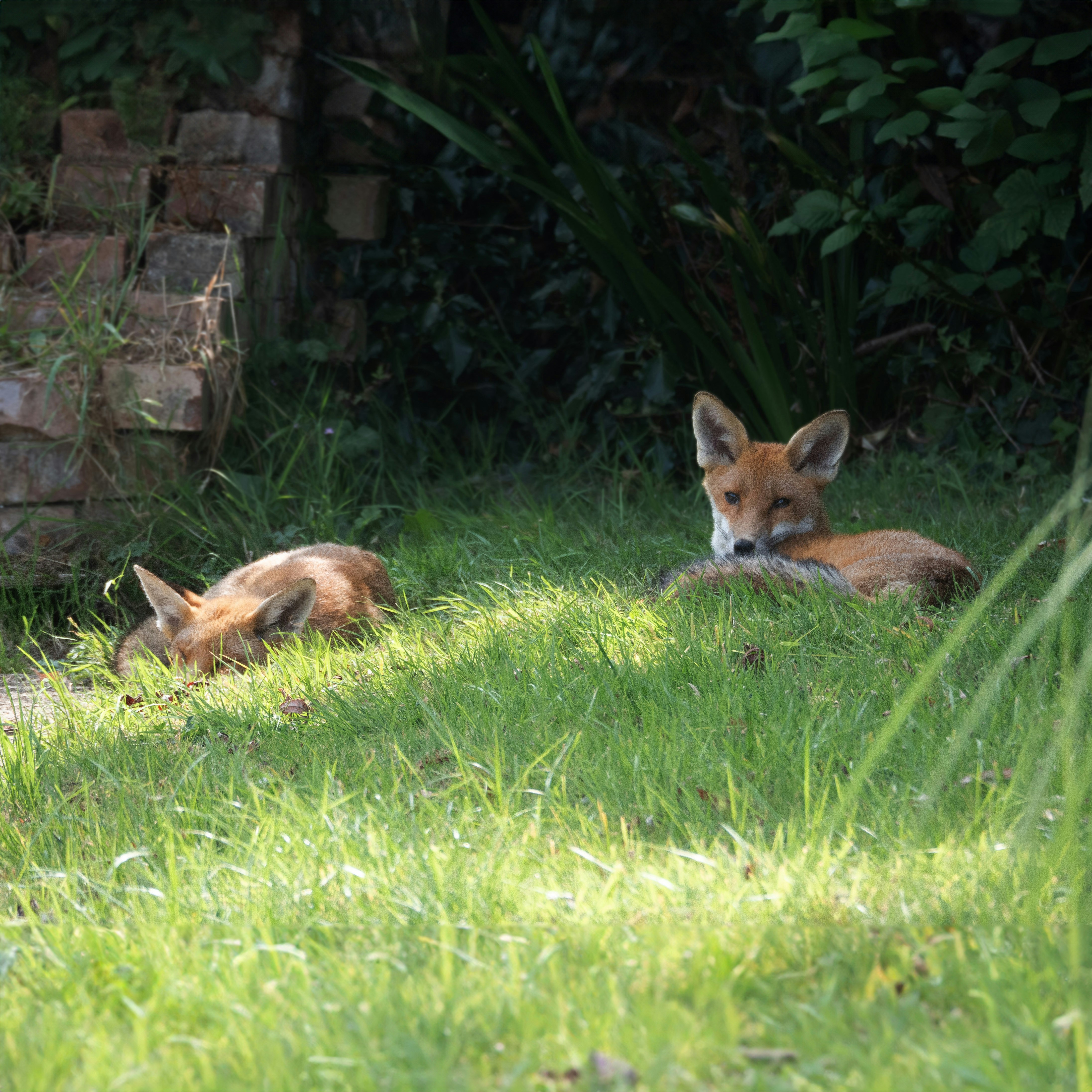 Photo by brett_jordan