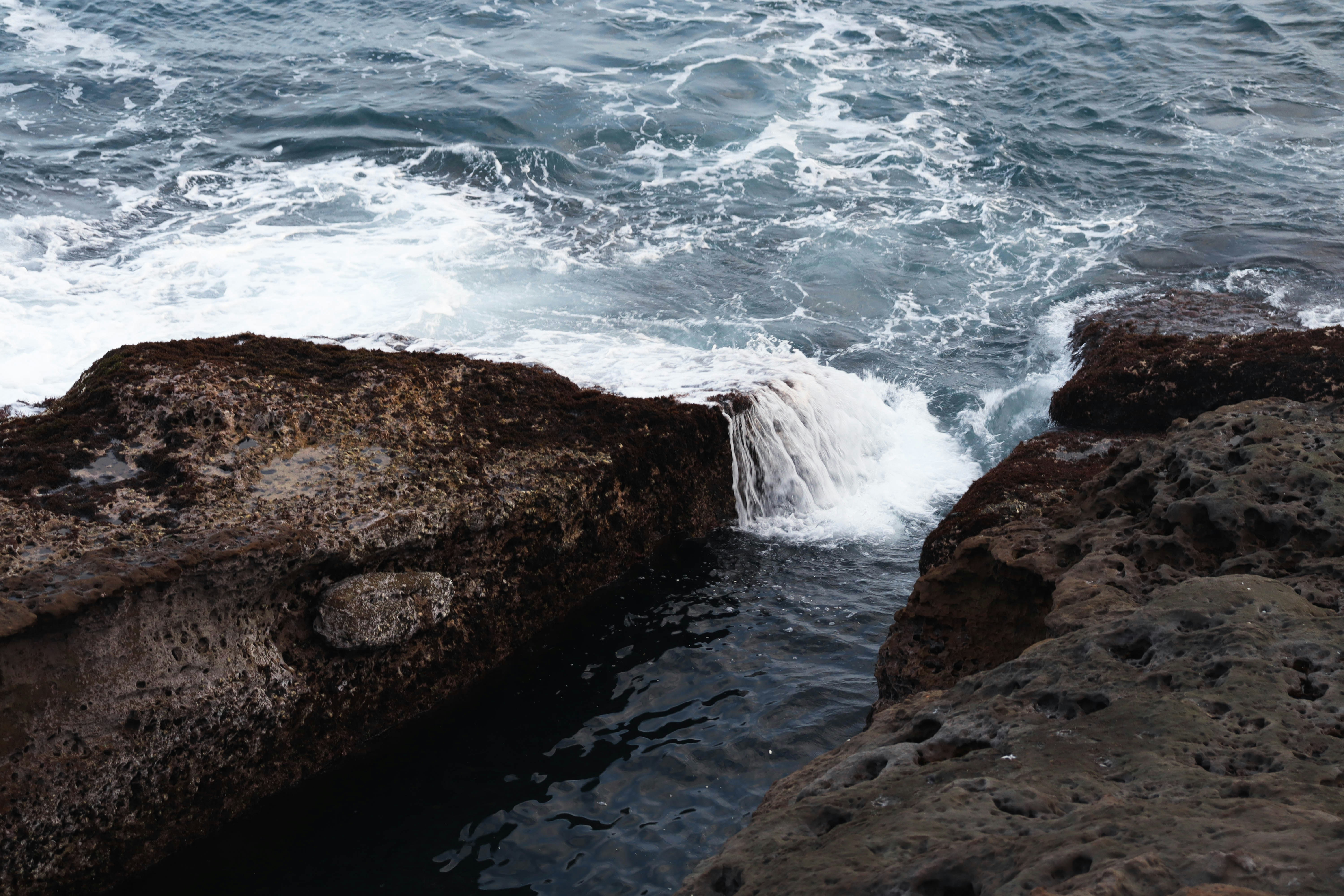 A bird sitting on top of a rock next to the ocean