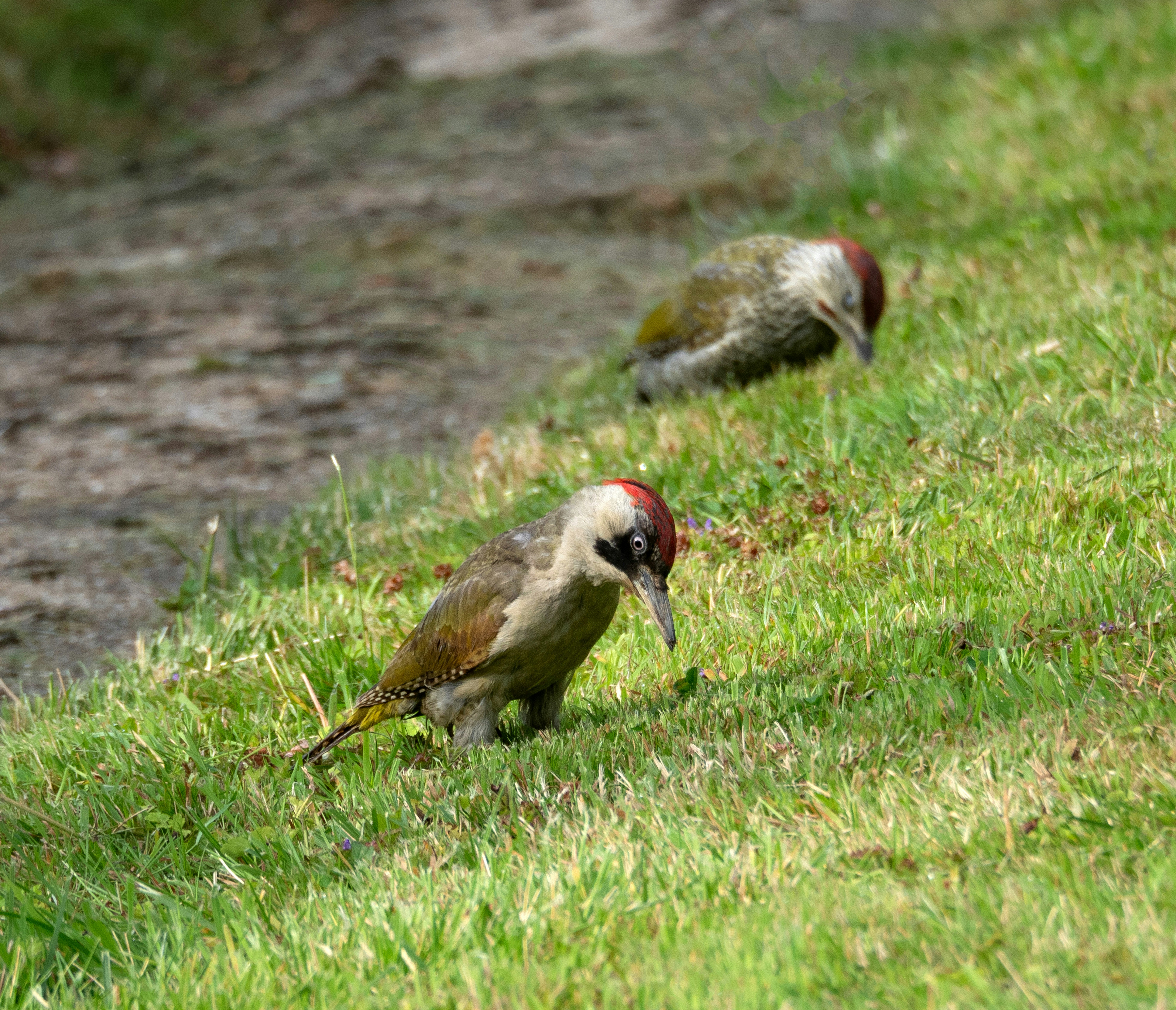 Photo by brett_jordan