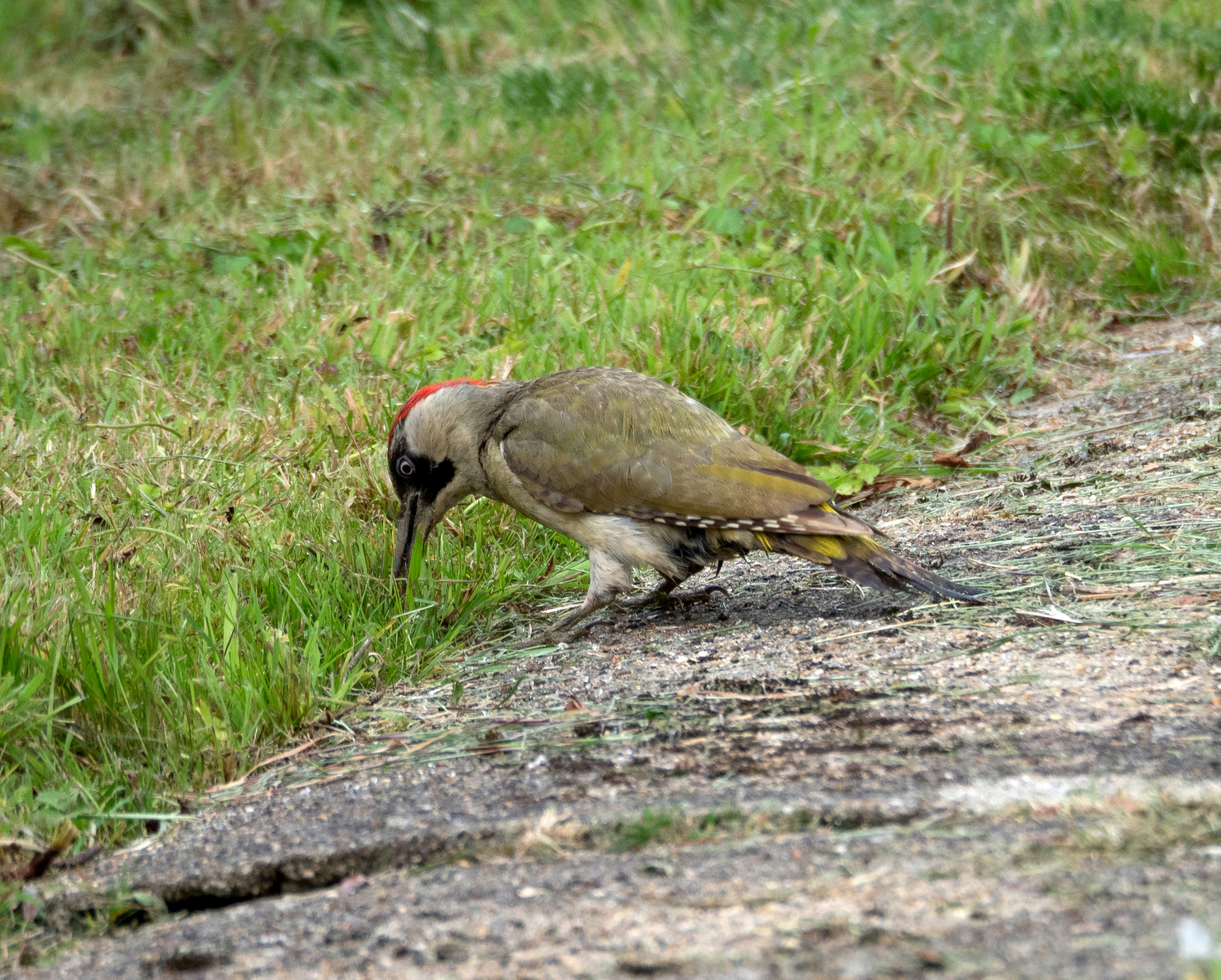 Photo by brett_jordan