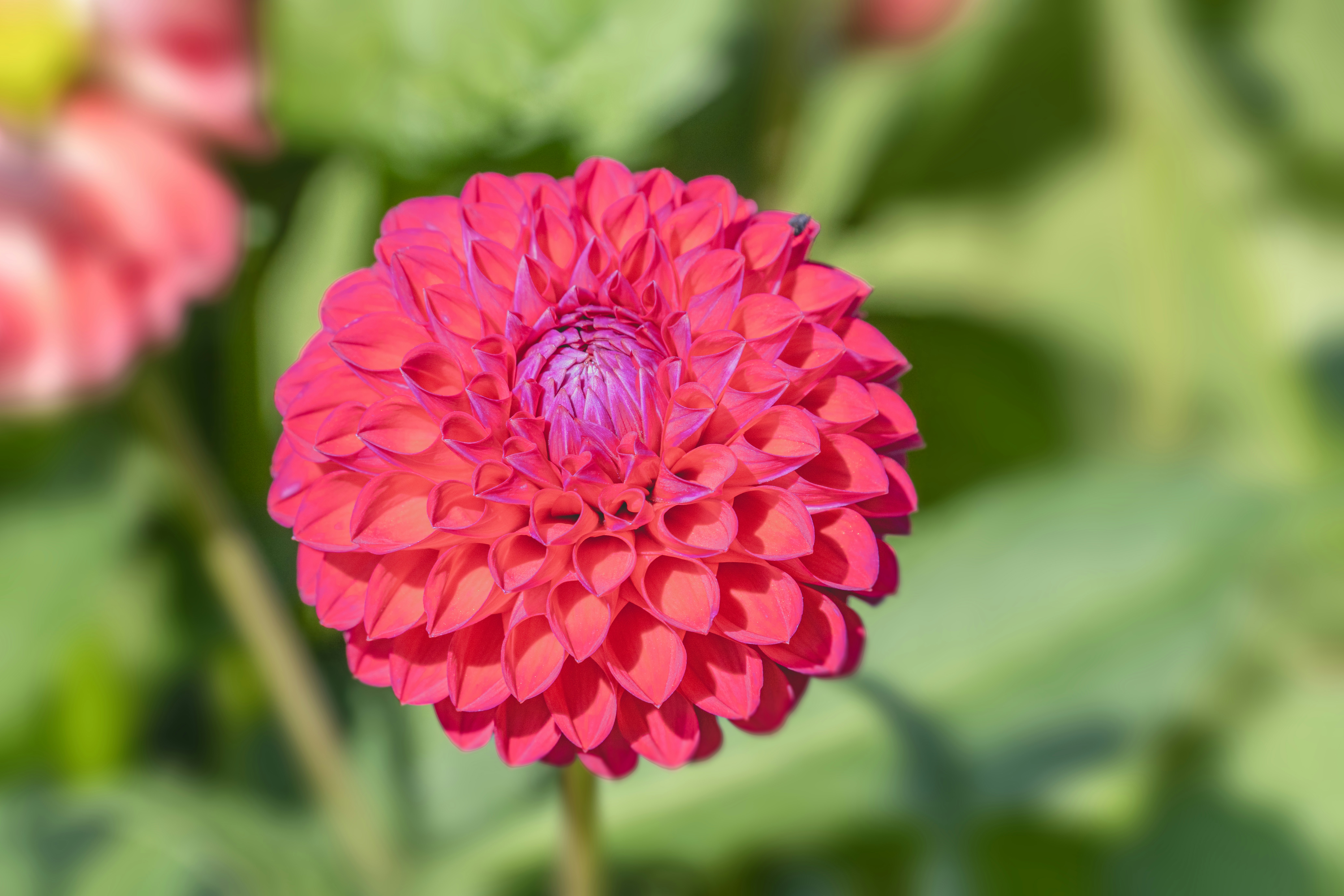 Photo by siegfriedpoepperl