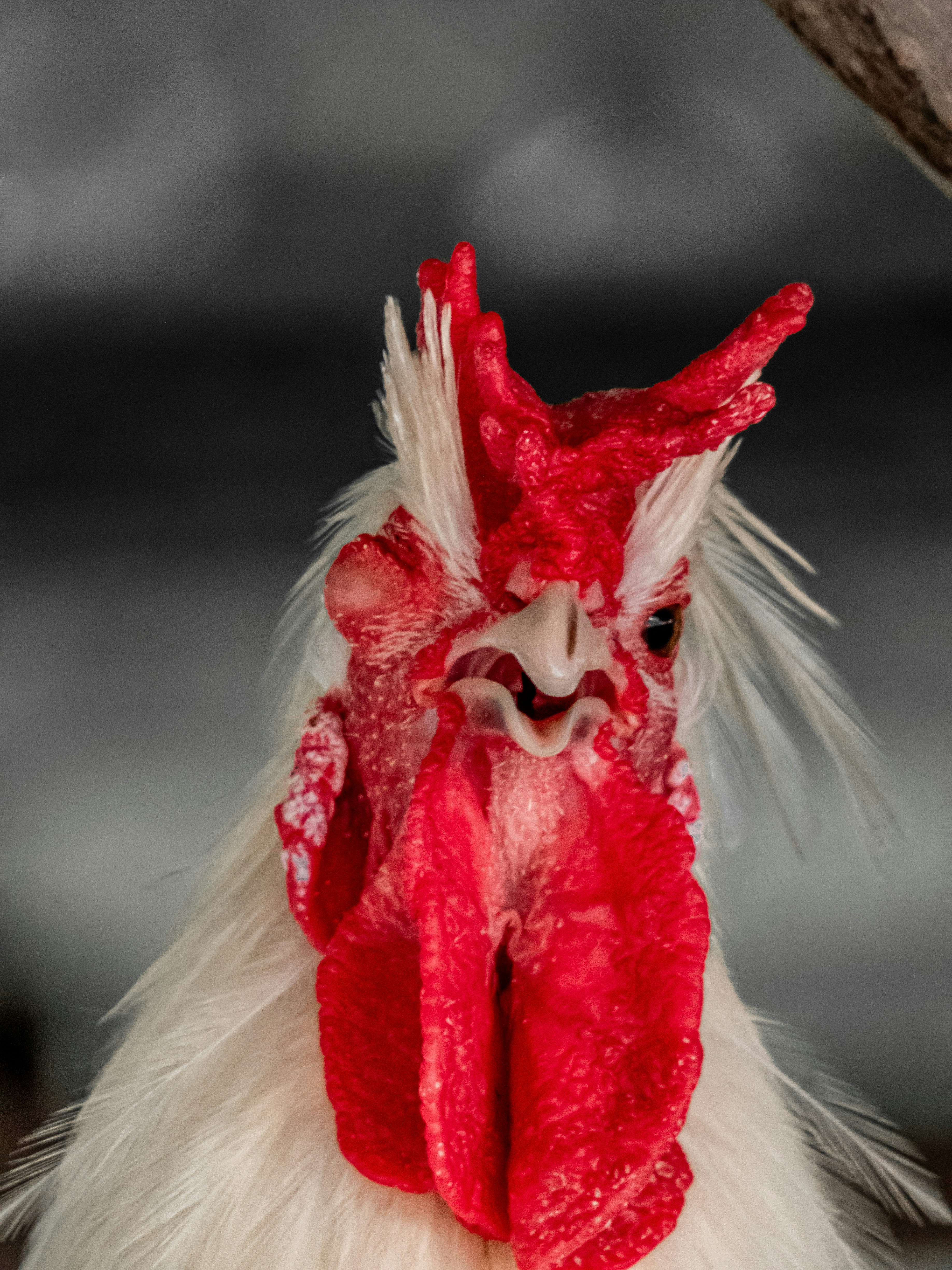 A close up of a rooster with a red and white comb
