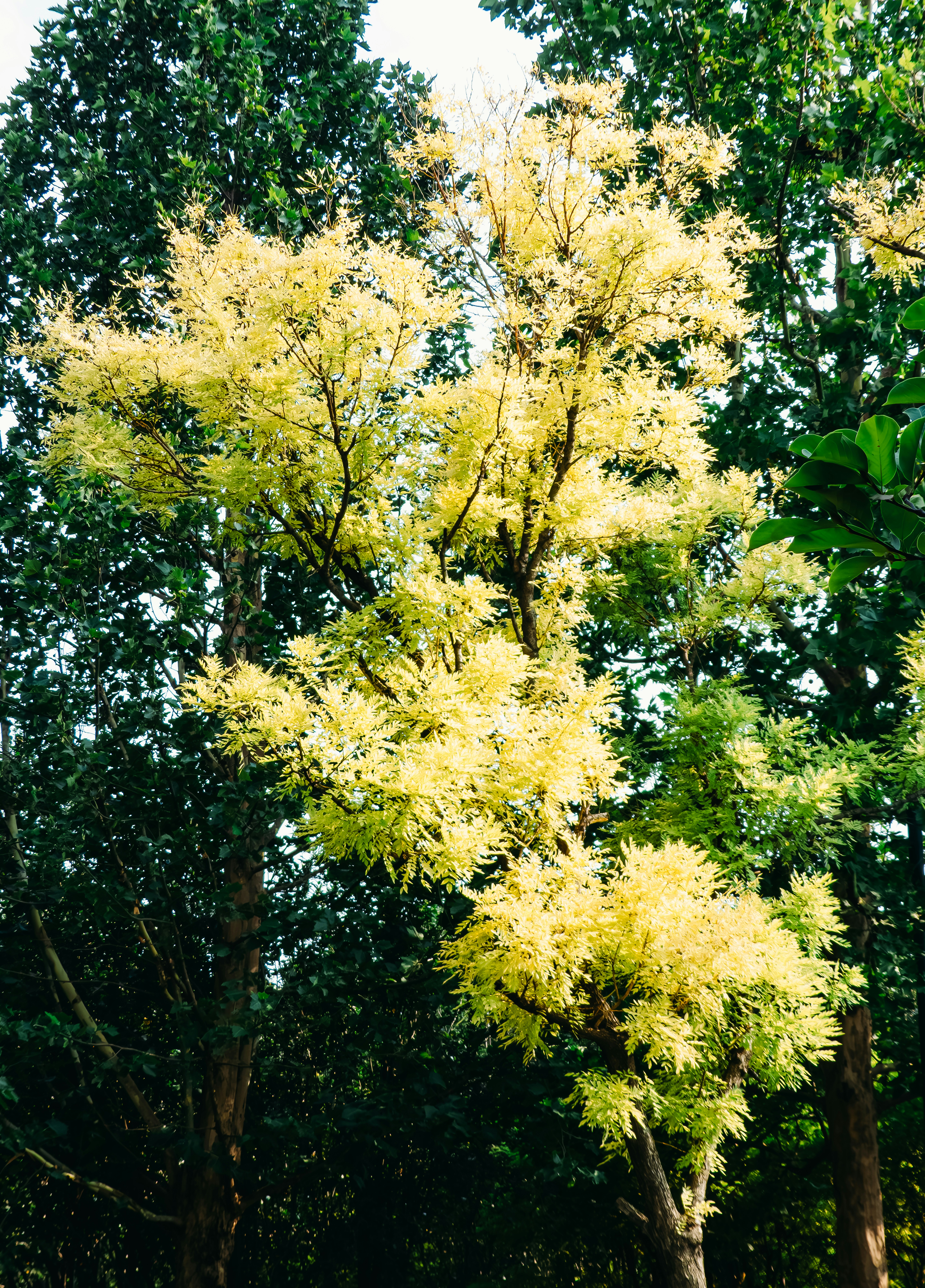 Australium Yellow Color Pictures | Download Free Images on Unsplash