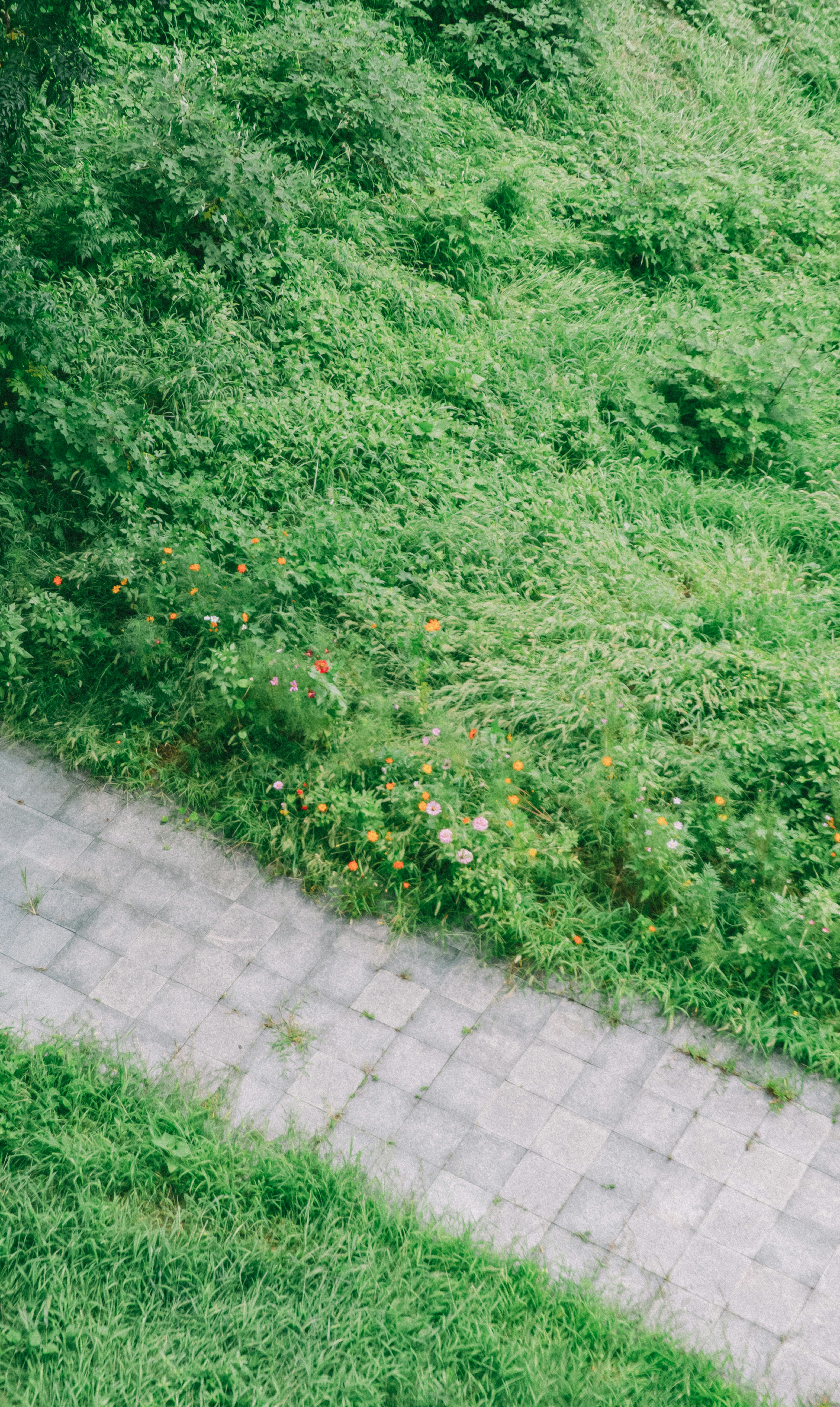 A man riding a bike down a brick path photo – Free Forest Image on Unsplash