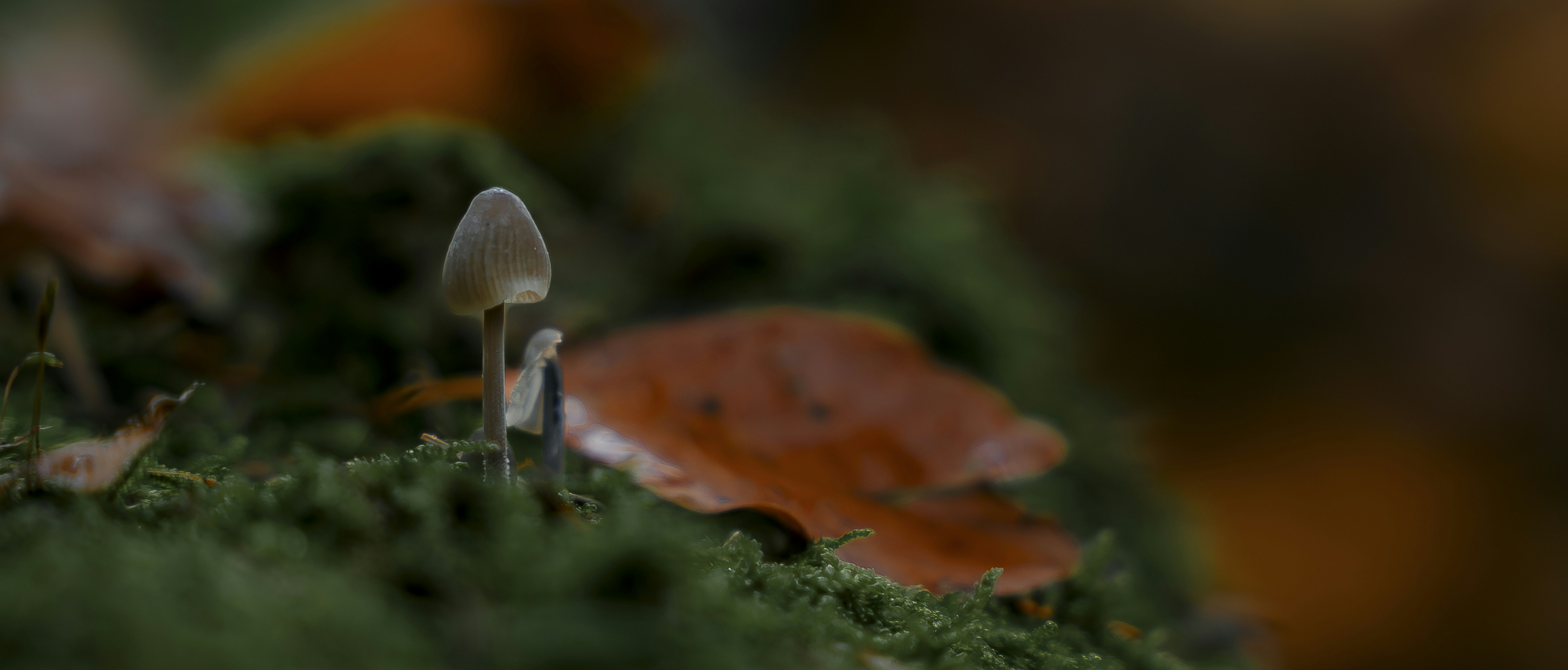 Photo by larshaenni_