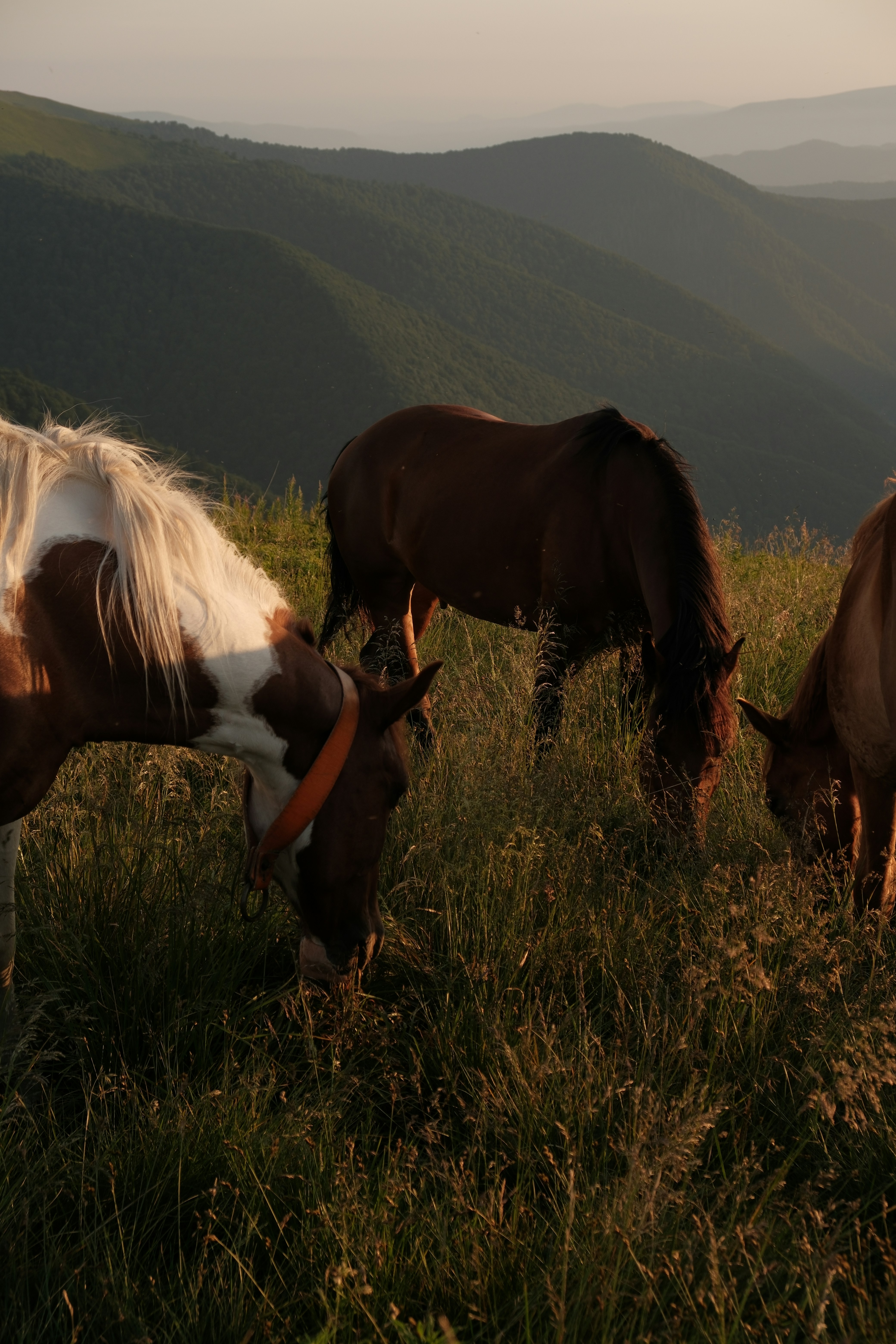 Photo by vesyniavska