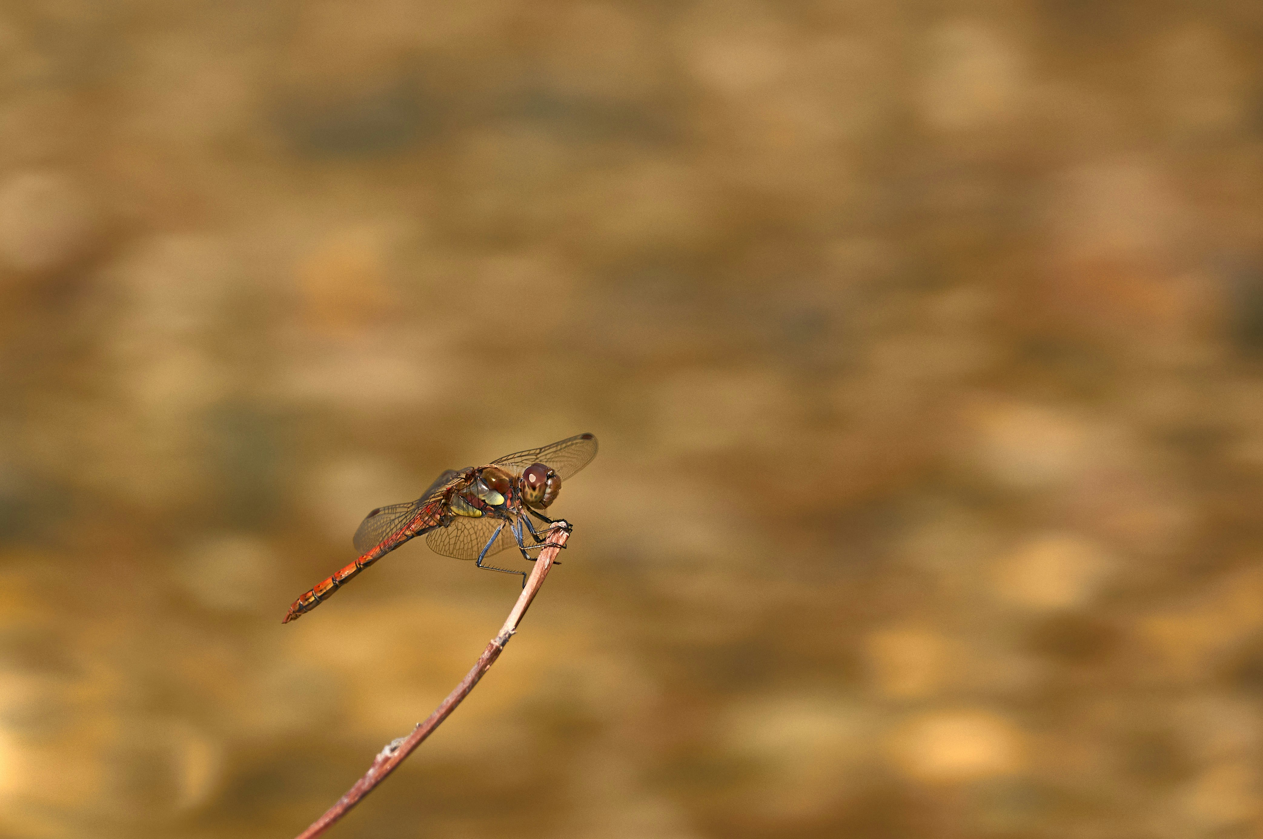 Photo by wolfgang_hasselmann