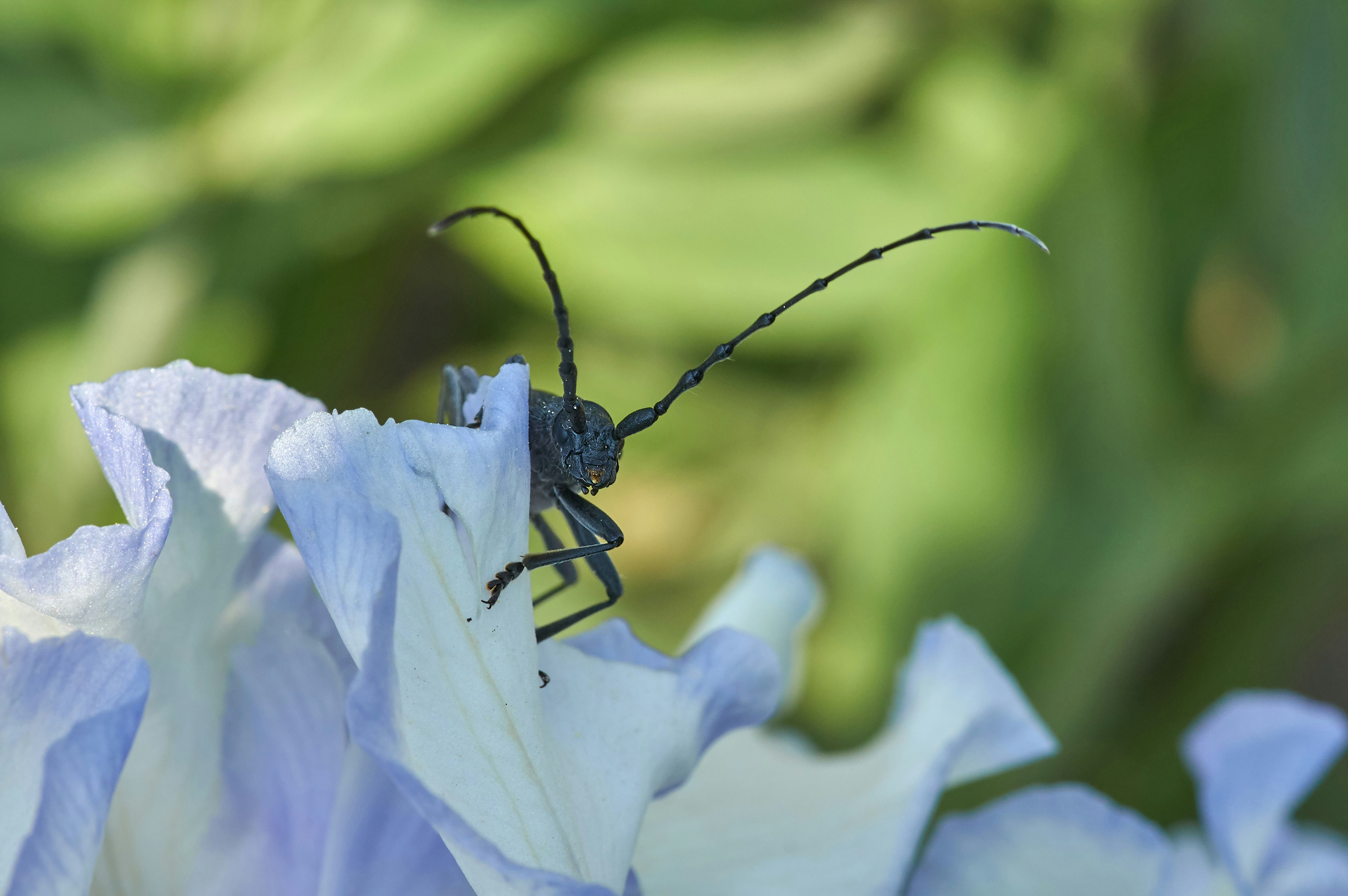 Photo by wolfgang_hasselmann