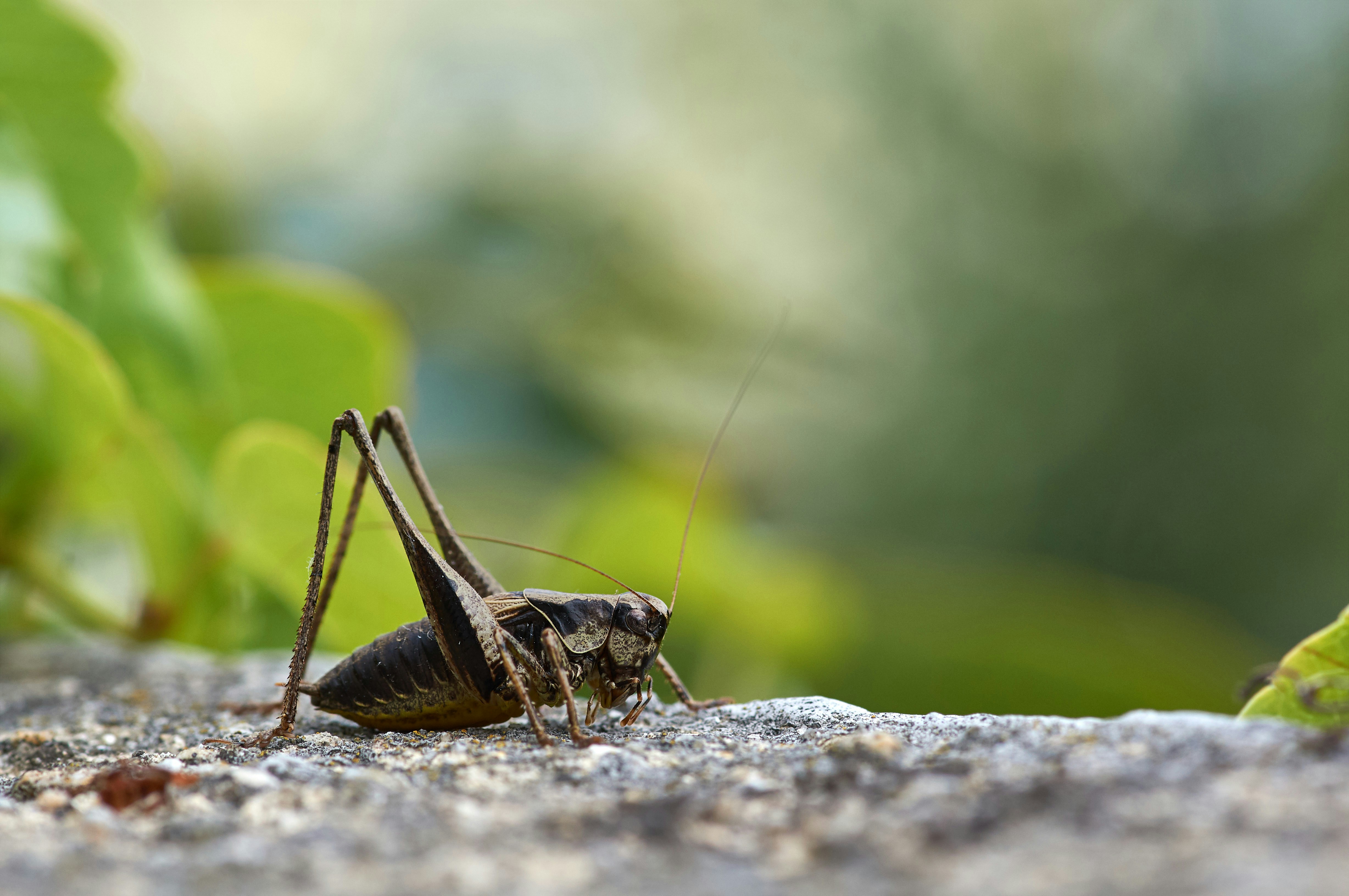 A close up of a bug on the ground