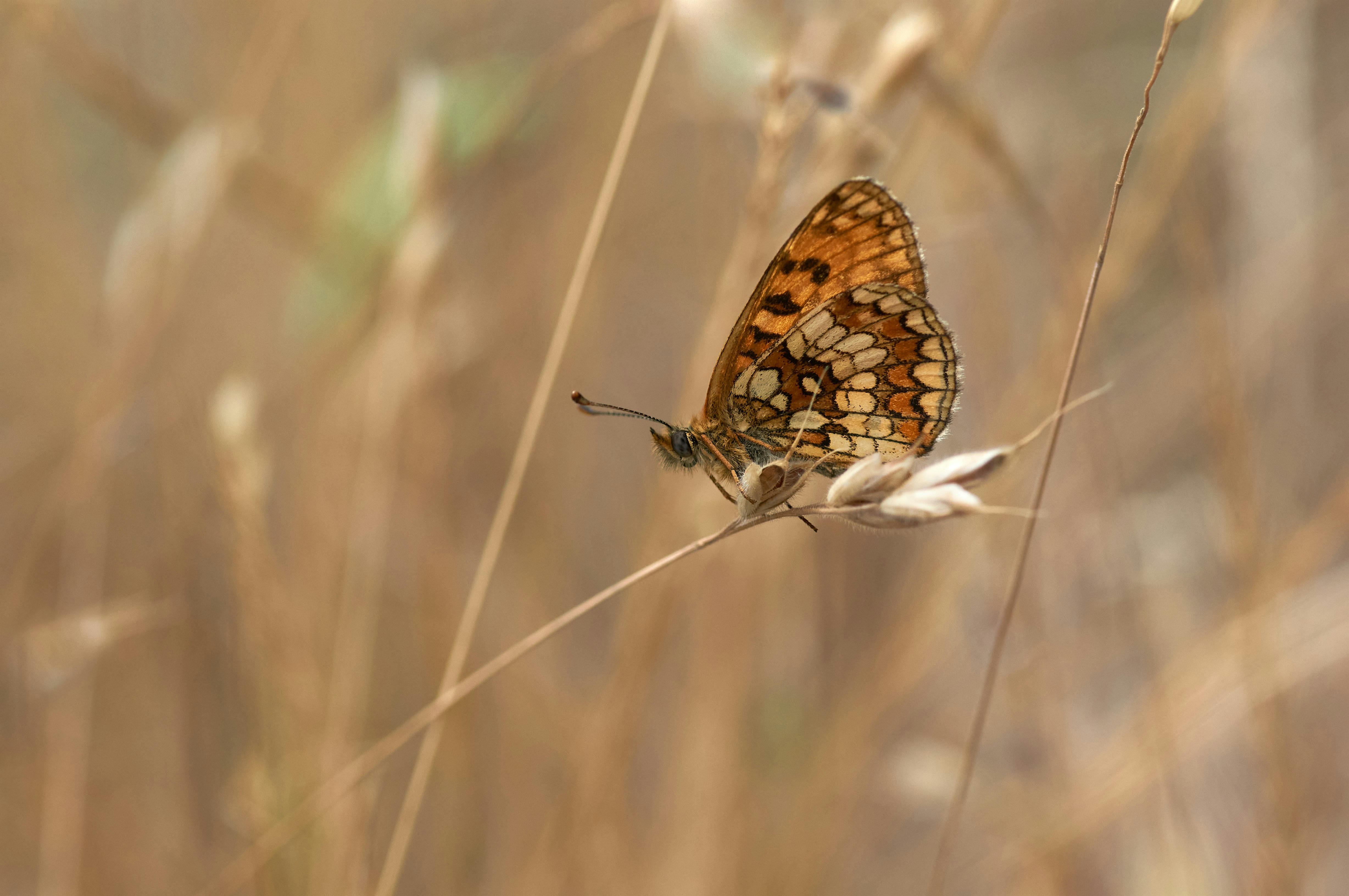 Photo by wolfgang_hasselmann